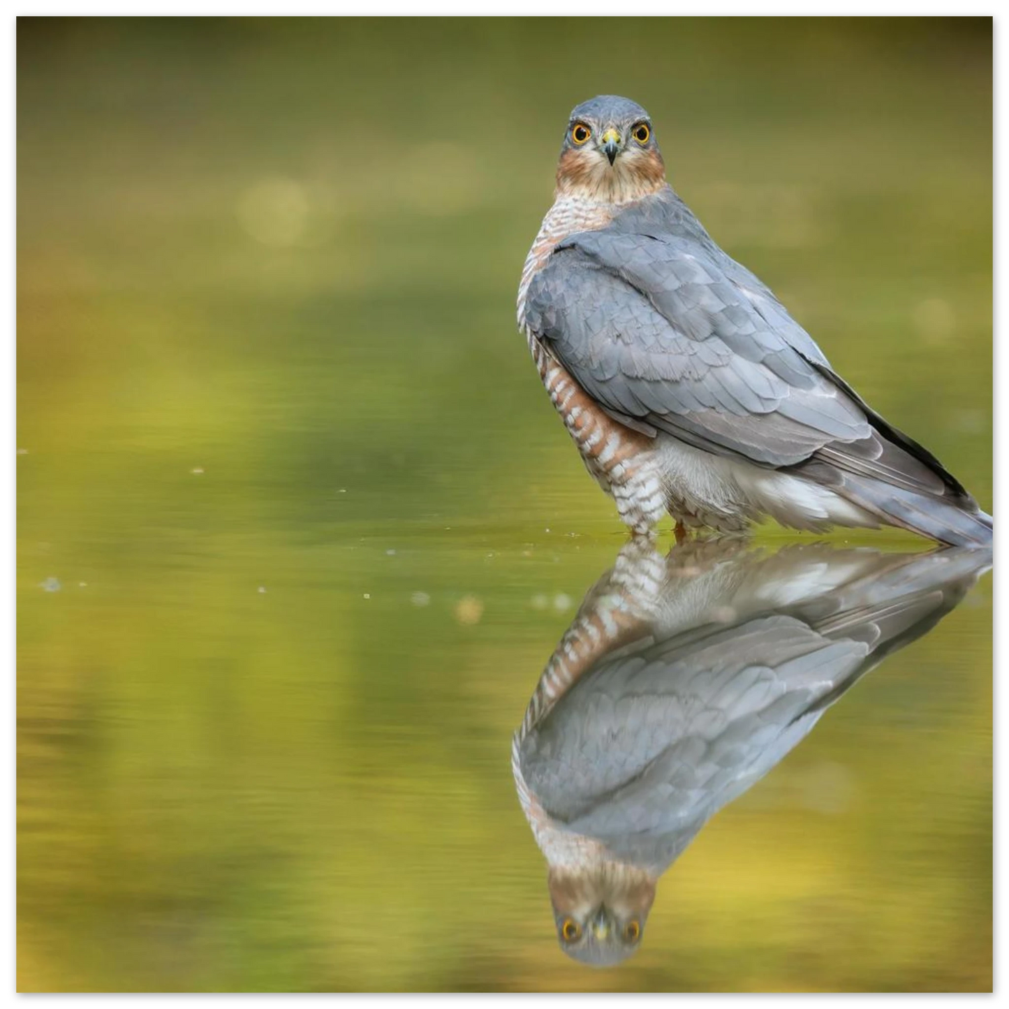 Wandbild mystischer sperber im morgengold faszinierende wildtierfotografie in ihrer wunschgroesse