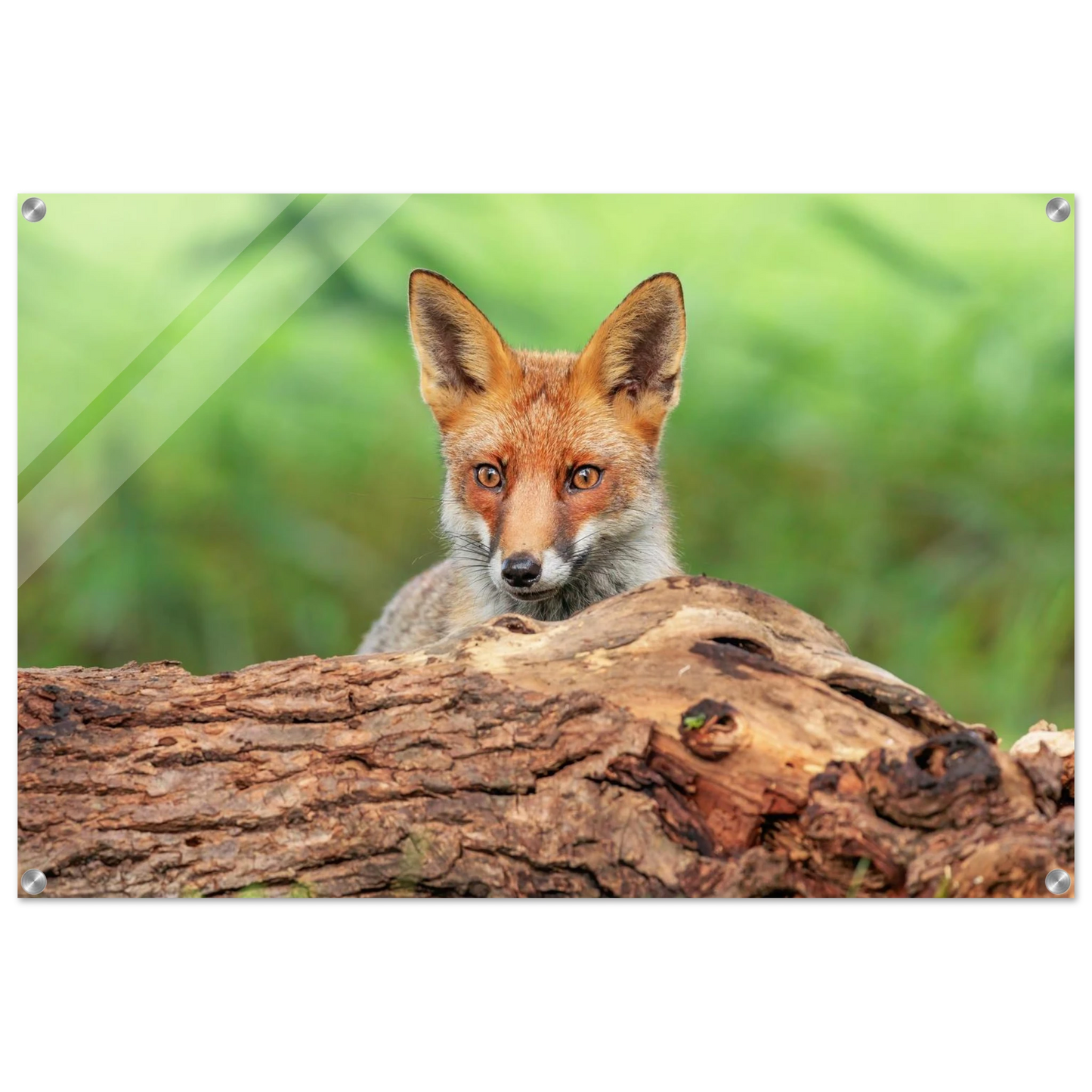 Wandbild fuchs im versteck einzigartige naturkunst fuer ihr zuhause