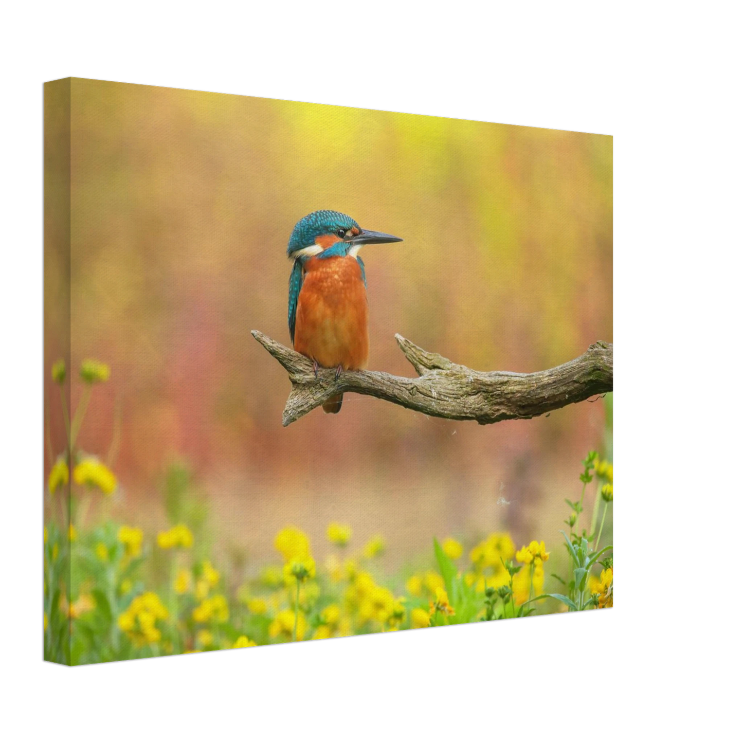 Wandbild eisvogel lebendige naturkunst fuer ihr zuhause in ihrer wunschgroesse