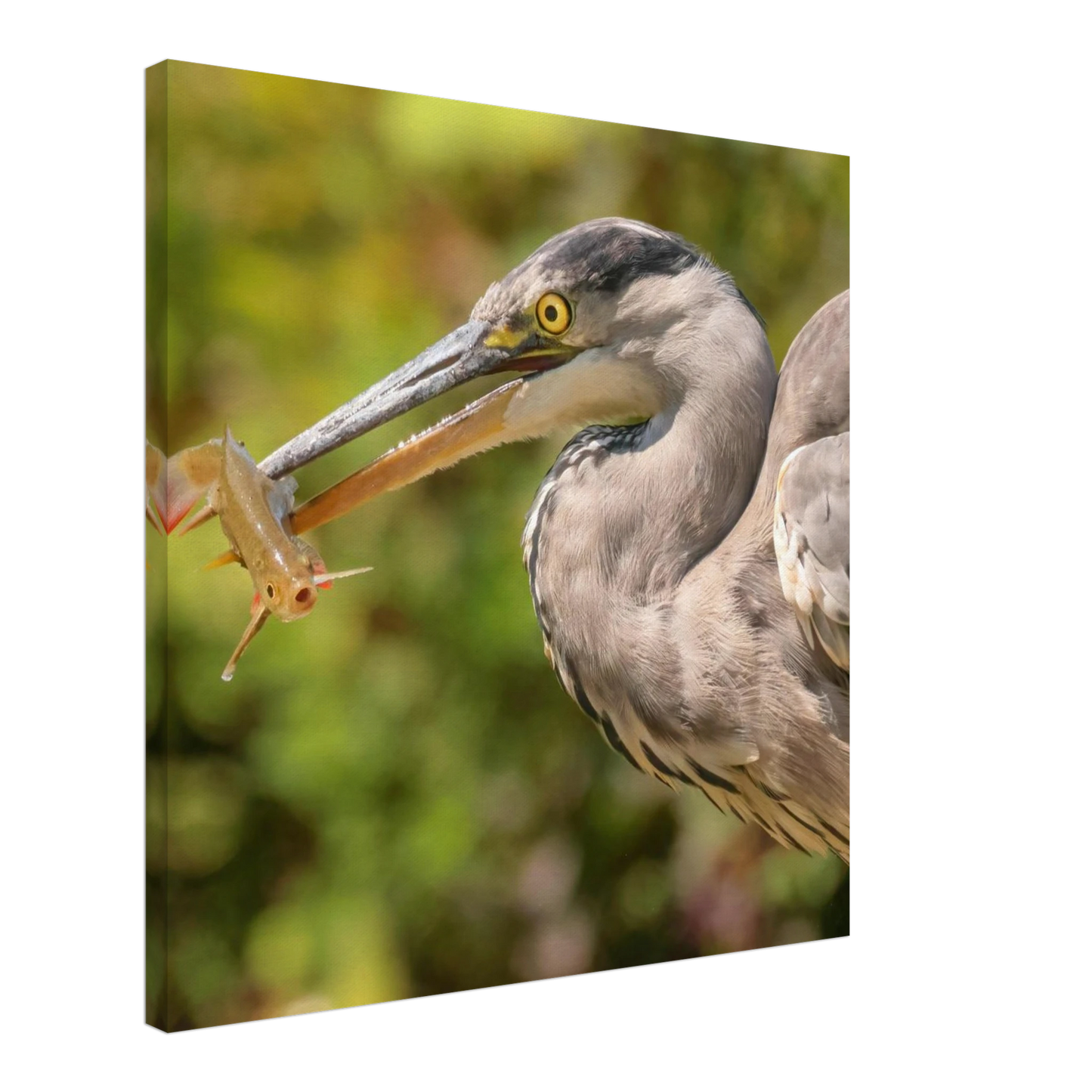 Wandbild graureiher mit fisch ein faszinierender moment in der natur verfuegbar in ihrer wunschgroesse