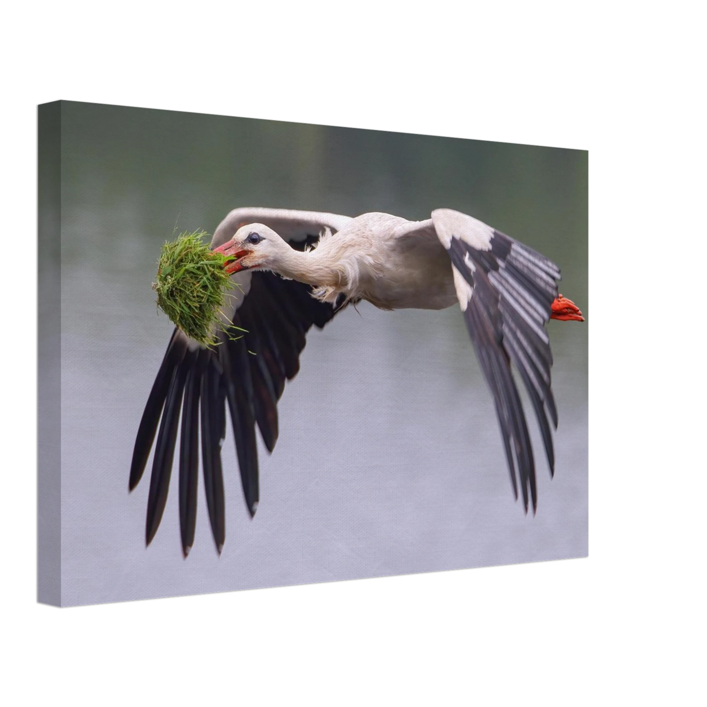 Wandbild nestbauender weissstorch im flug lebendige naturfotografie fuer ihr zuhause