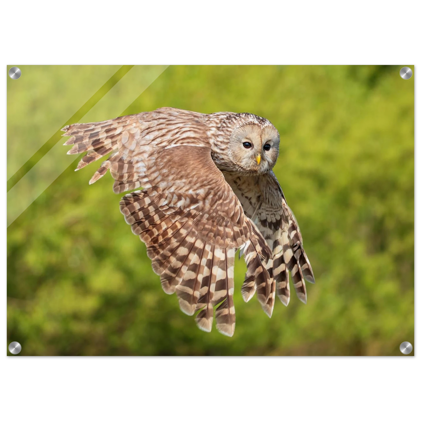 Wandbild majestaetische eule im flug naturfotografie fuer ihr zuhause