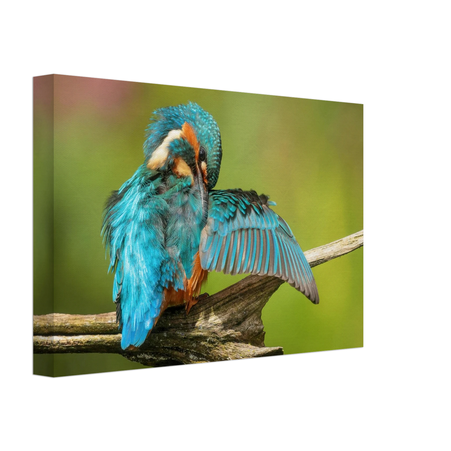 Wandbild eisvogel lebendige farbenpracht der natur auf leinwand