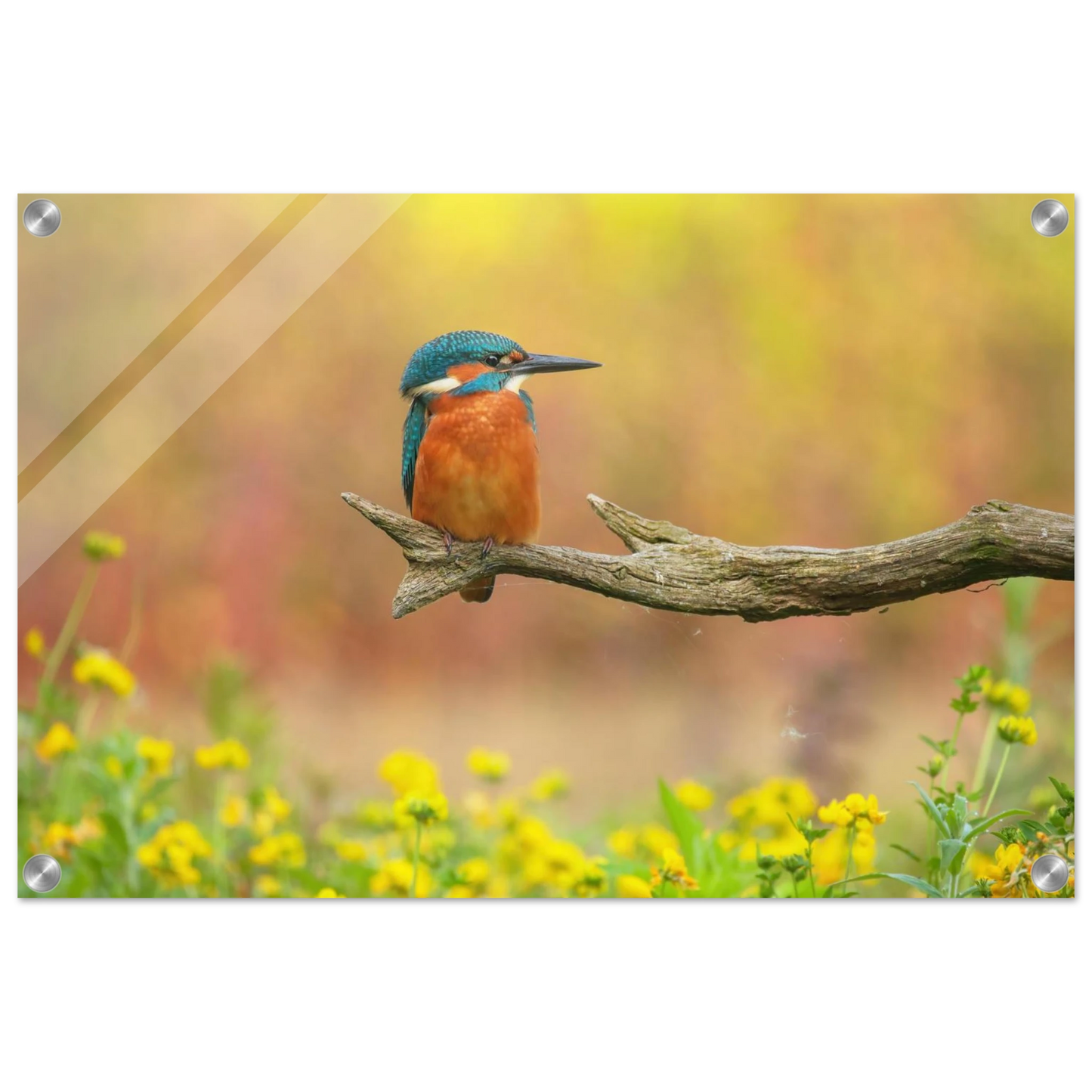 Wandbild eisvogel lebendige naturkunst fuer ihr zuhause in ihrer wunschgroesse