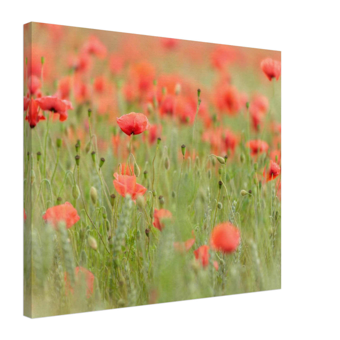 Wandbild vertraeumtes mohnblumenfeld ein stueck sommer fuer ihr zuhause in vielen groessen