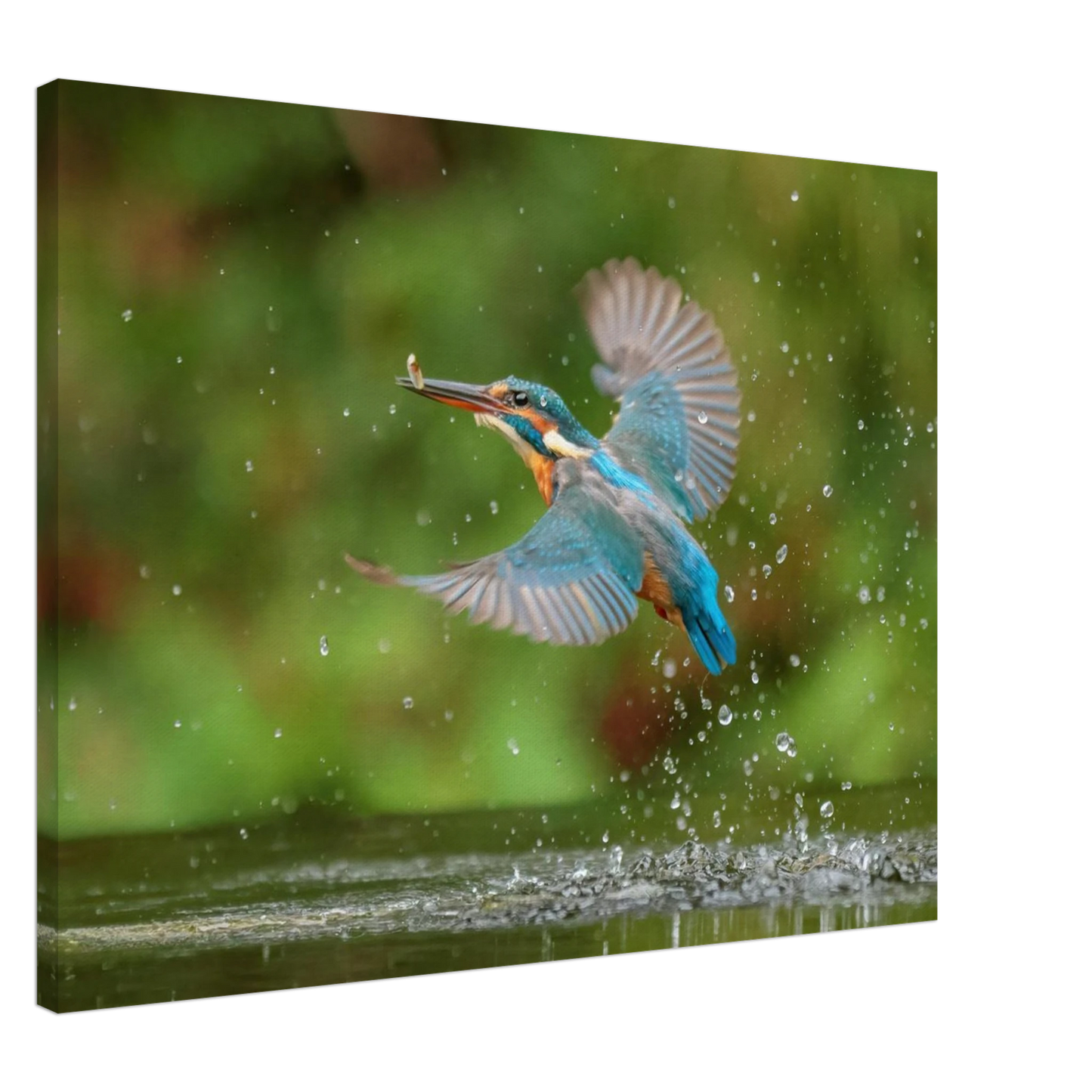 Wandbild eisvogel lebendige tierfotografie mit lebhaften blautoenen