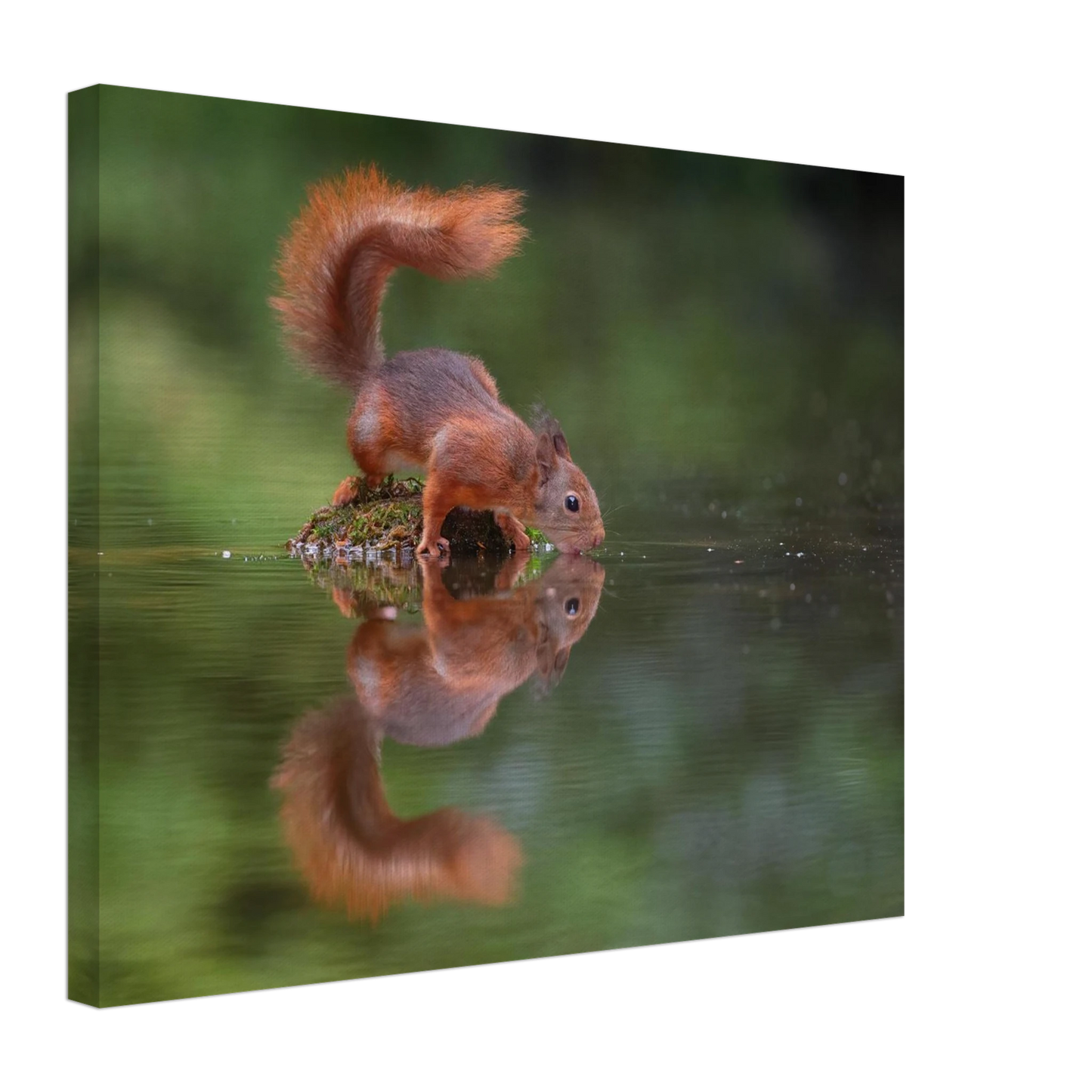 Wandbild durstiges eichhoernchen eine ruhige reflexion in der natur erhaeltlich in vielen groessen