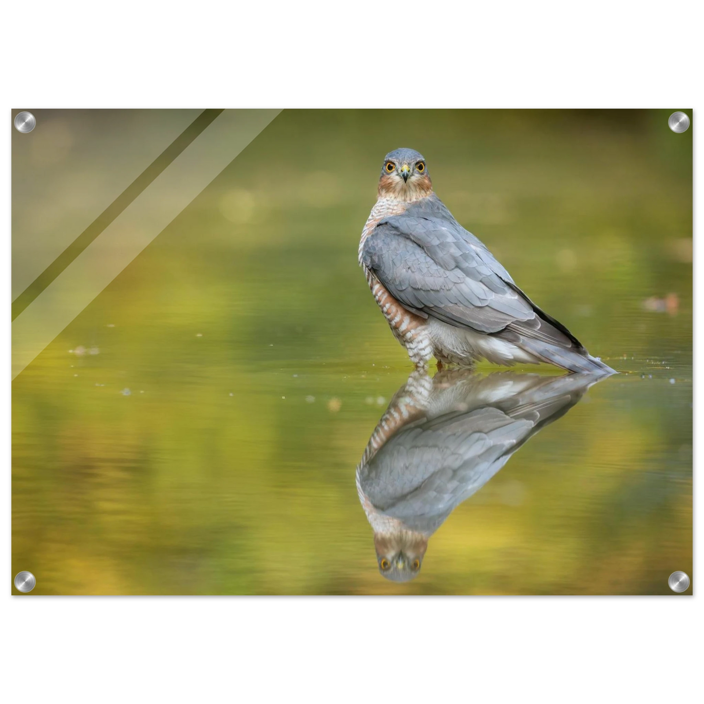 Wandbild mystischer sperber im morgengold faszinierende wildtierfotografie in ihrer wunschgroesse