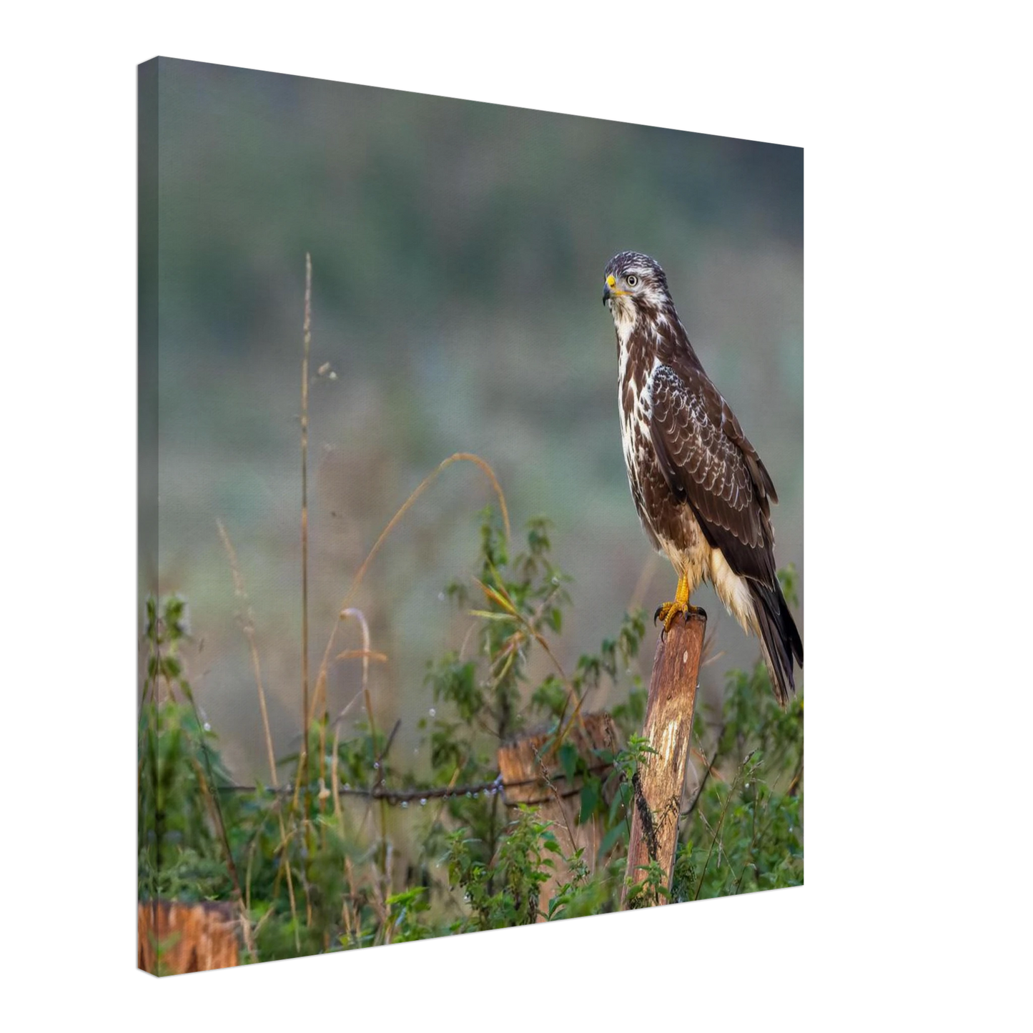 Wandbild majestaetischer bussard einblick in die wildnis auf hochglanz leinwand