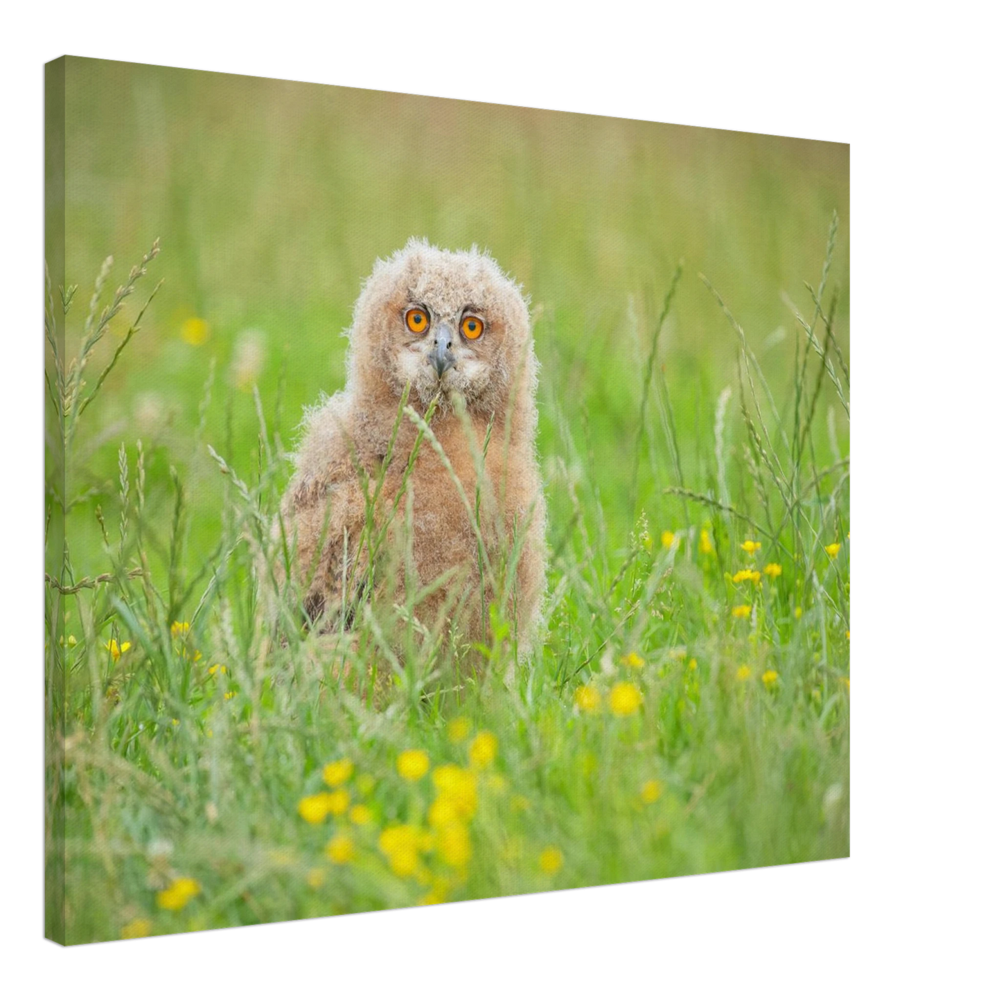 Wandbild junges eulenkueken im gras ein bezaubernder anblick fuer ihr zuhause in vielen groessen