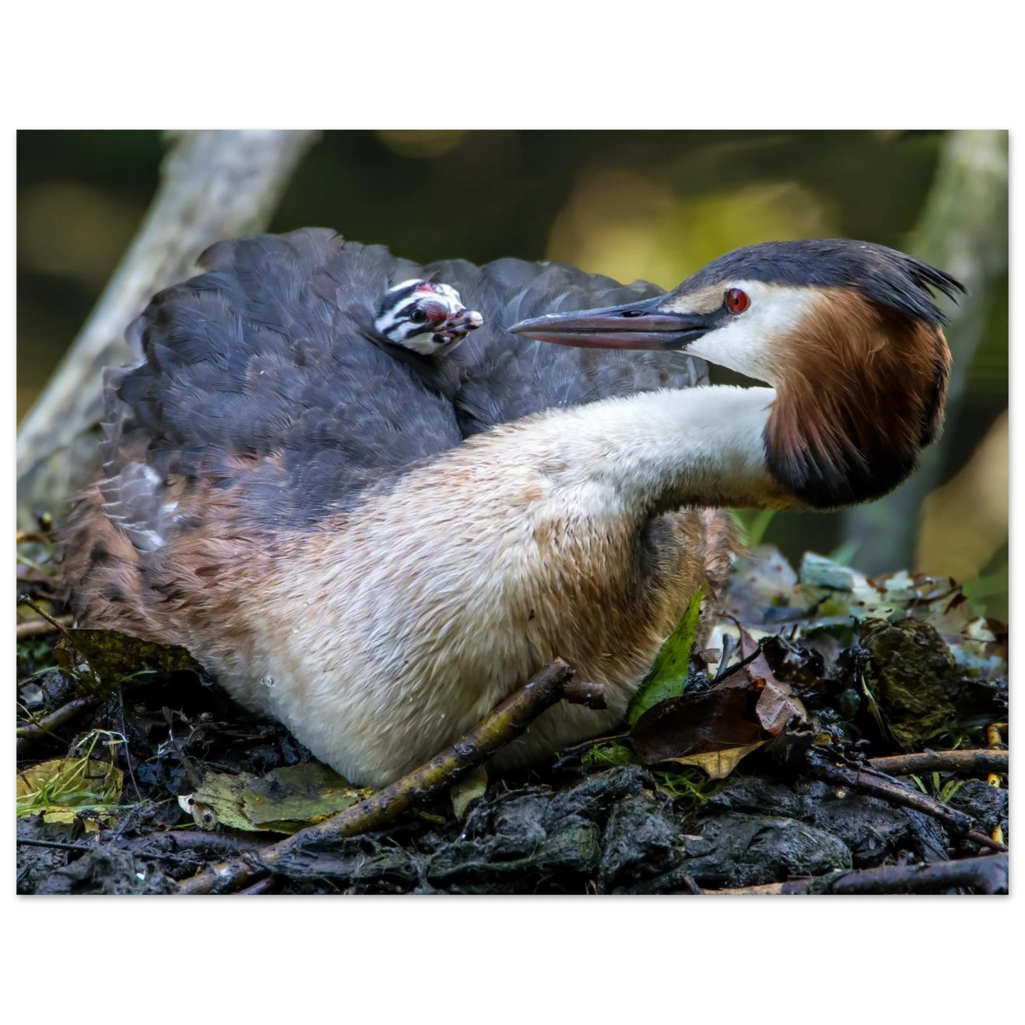 Wandbild zaertliche grosse haubentaucher familie naturgetreuer kunstdruck in ihrer wunschgroesse
