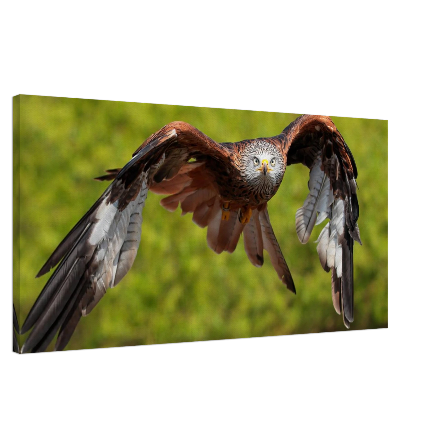 Wandbild majestaetischer rotmilan im flug atemberaubende tierfotografie fuer ihr zuhause erhaeltlich in zahlreichen groessen