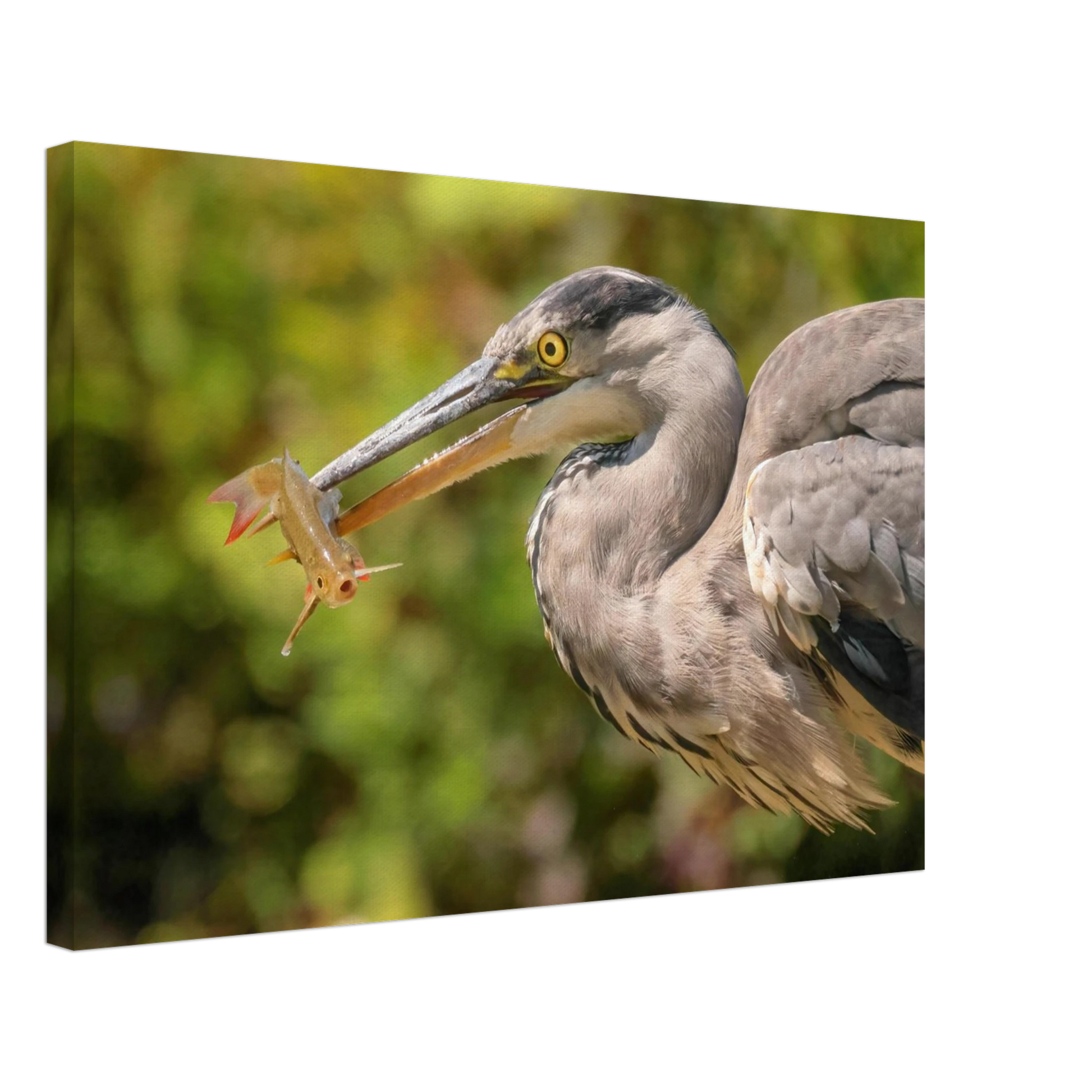Wandbild graureiher mit fisch ein faszinierender moment in der natur verfuegbar in ihrer wunschgroesse