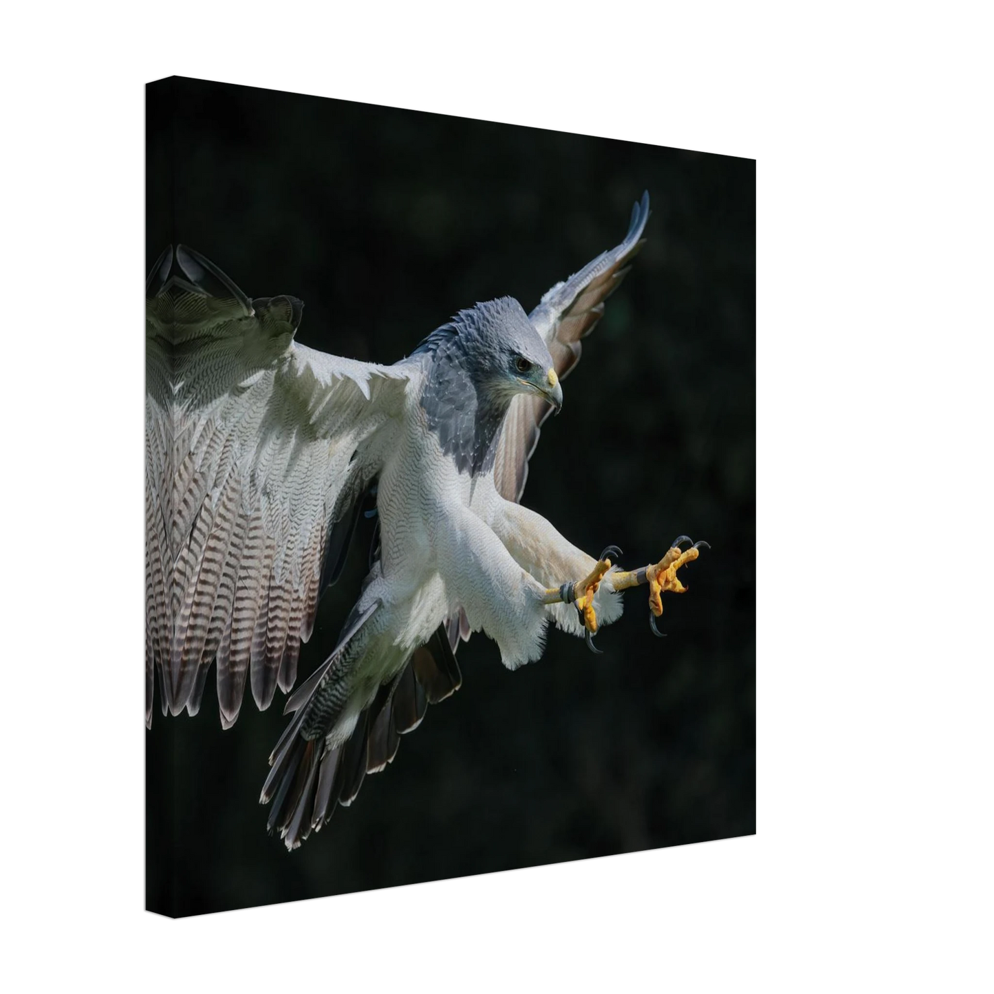 Wandbild majestaetischer schwarzbrustbussard im flug atemberaubende tierfotografie fuer ihr zuhause