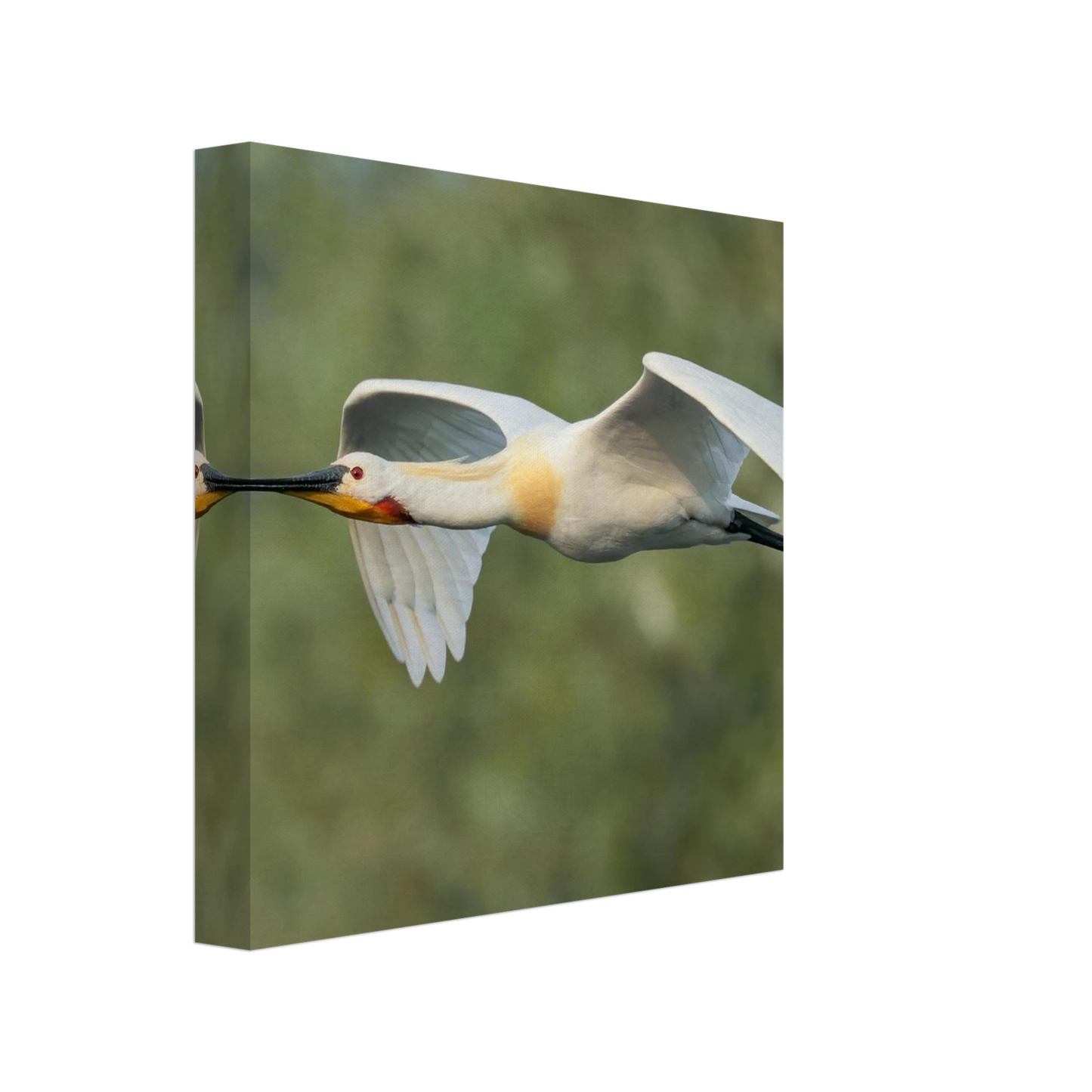 Wandbild eleganter loeffler im flug naturfotografie fuer ihr zuhause in vielen groessen