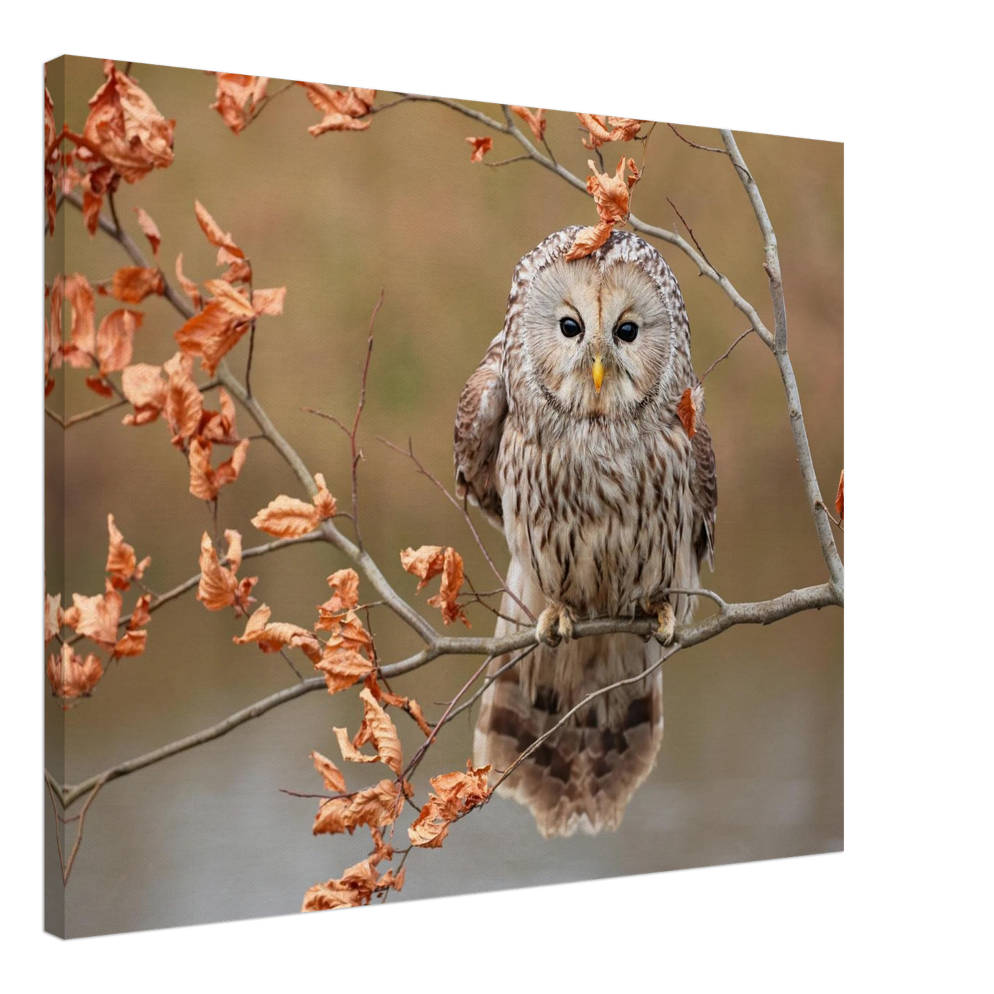 Wandbild majestaetische eule im herbstlaub einblick in die wildnis in verschiedenen groessen