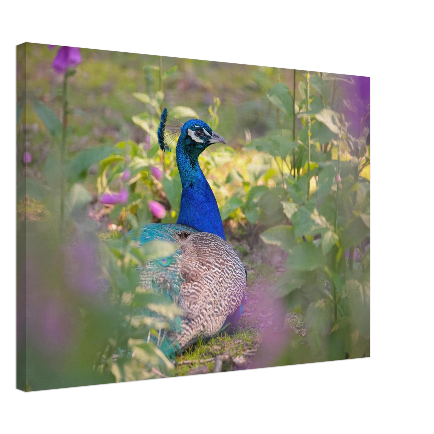 Wandbild majestaetischer pfau lebendige farbenpracht fuer ihre wand in vielen groessen erhaeltlich