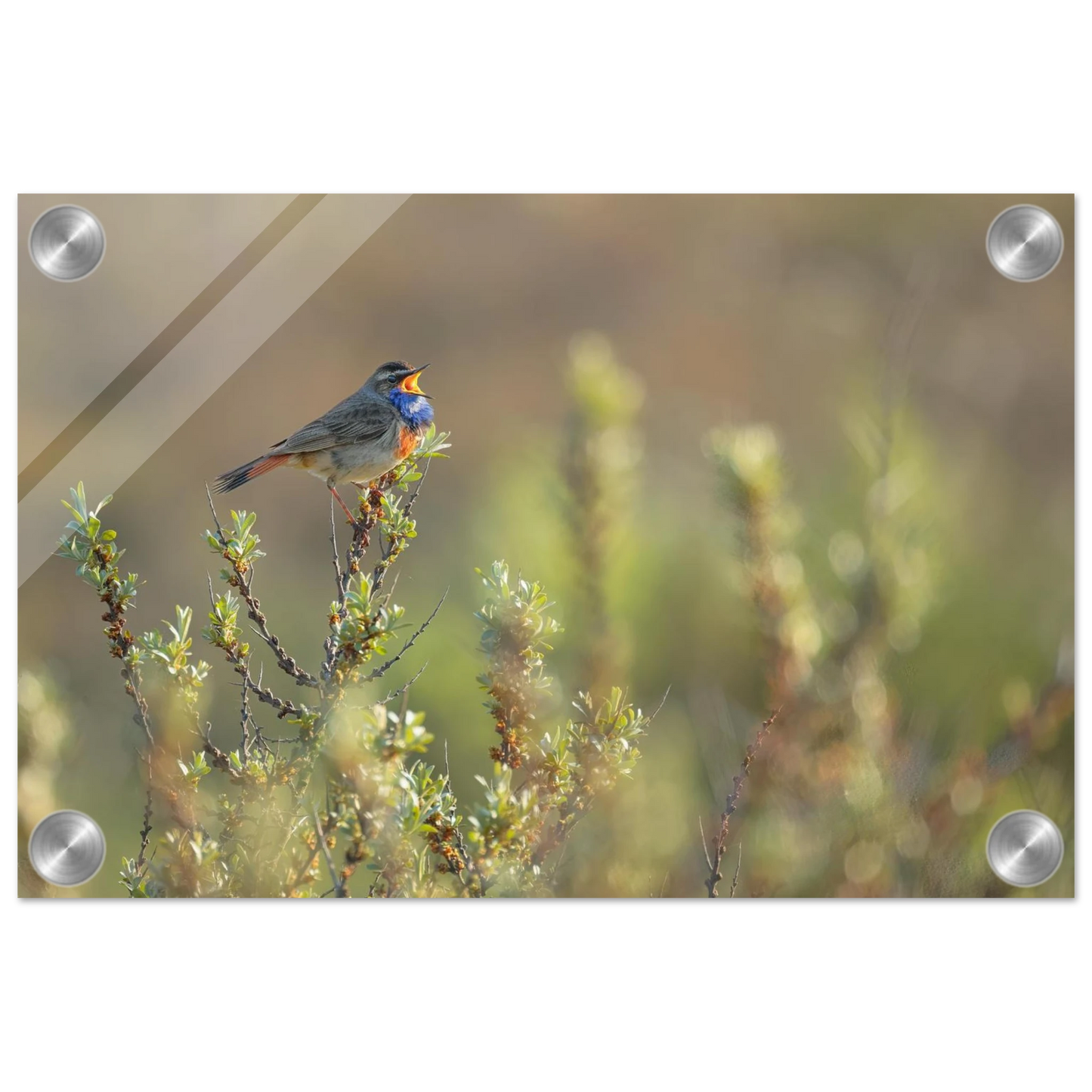 Wandbild singendes blaukehlchen lebendige naturfotografie als wandbild in verschiedenen groessen
