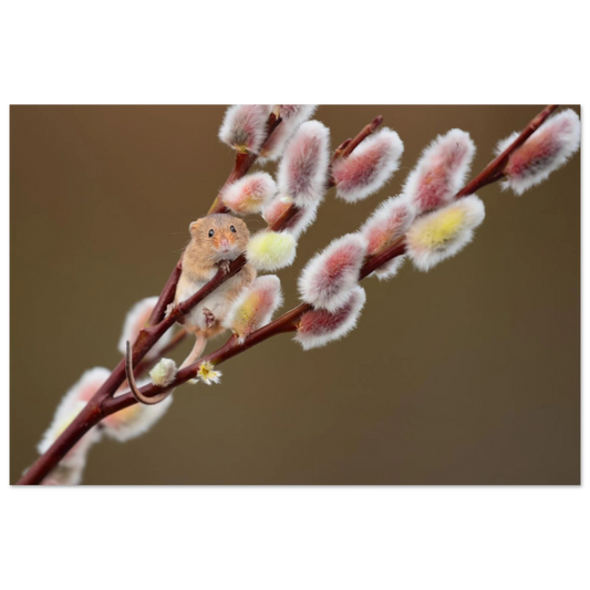 Wandbild niedliche erntemaus an flauschigen weidenkaetzchen ein zauberhafter naturmoment fuer ihre waende