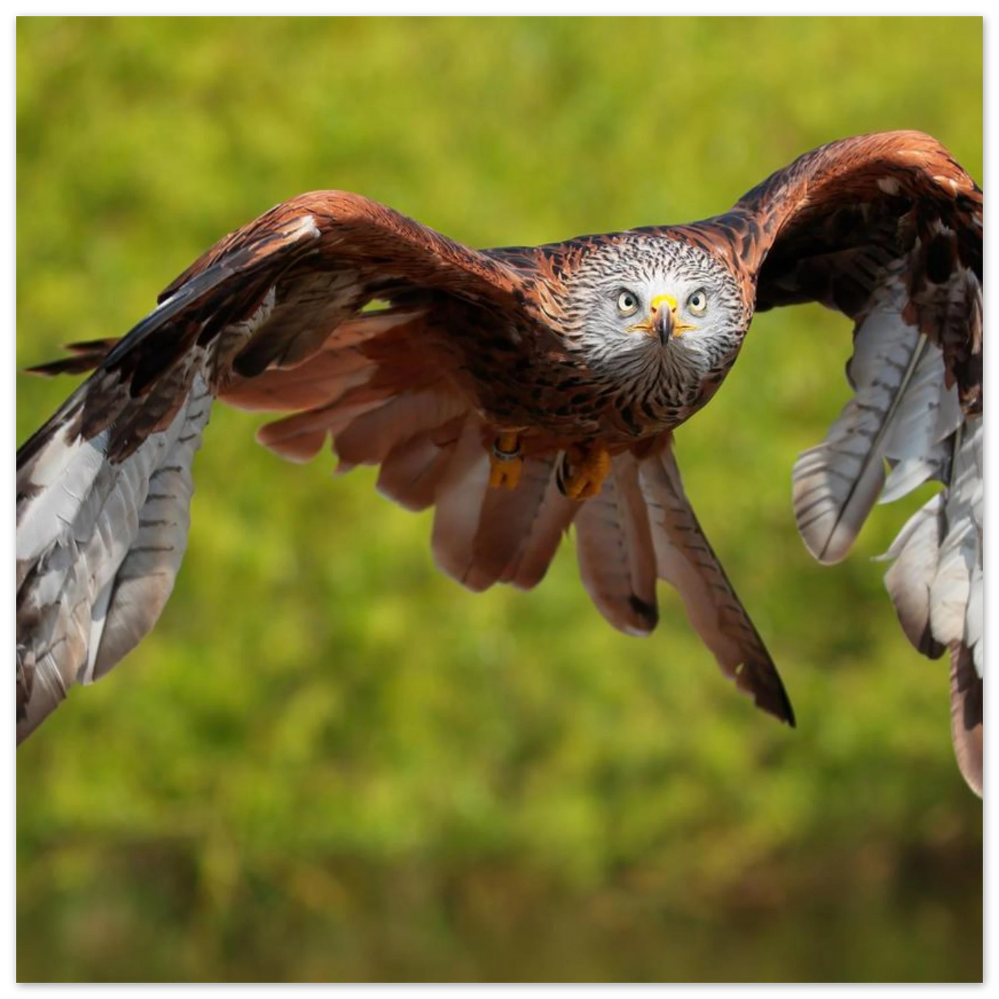Wandbild majestaetischer rotmilan im flug atemberaubende tierfotografie fuer ihr zuhause erhaeltlich in zahlreichen groessen