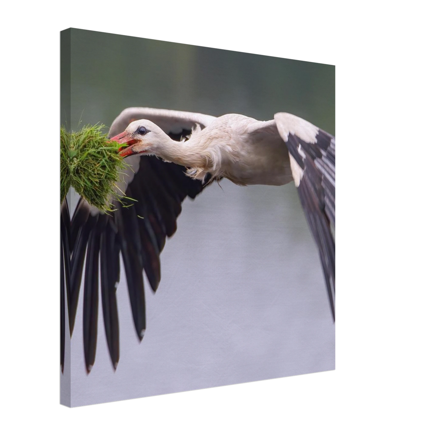 Wandbild nestbauender weissstorch im flug lebendige naturfotografie fuer ihr zuhause