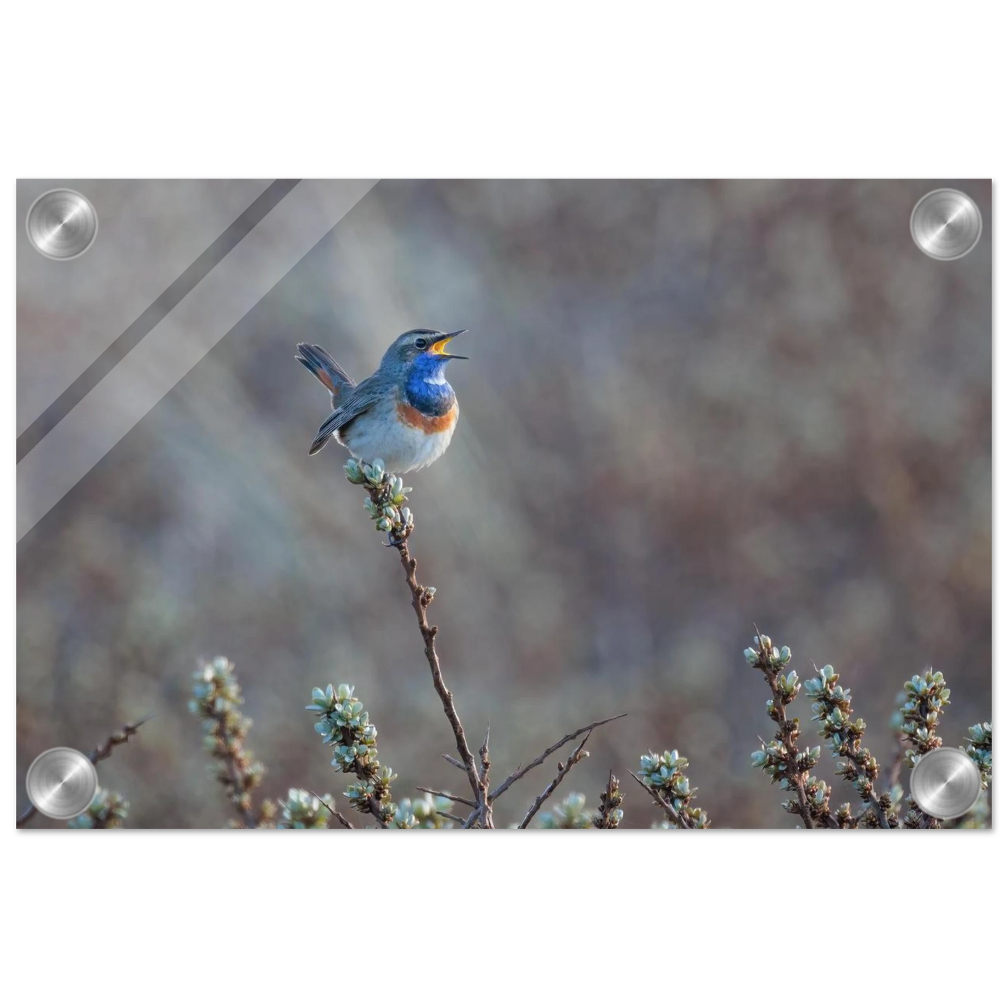 Wandbild blaukohlkehlchen im gesang naturkunst in lebendigen farben in ihrer wunschgroesse