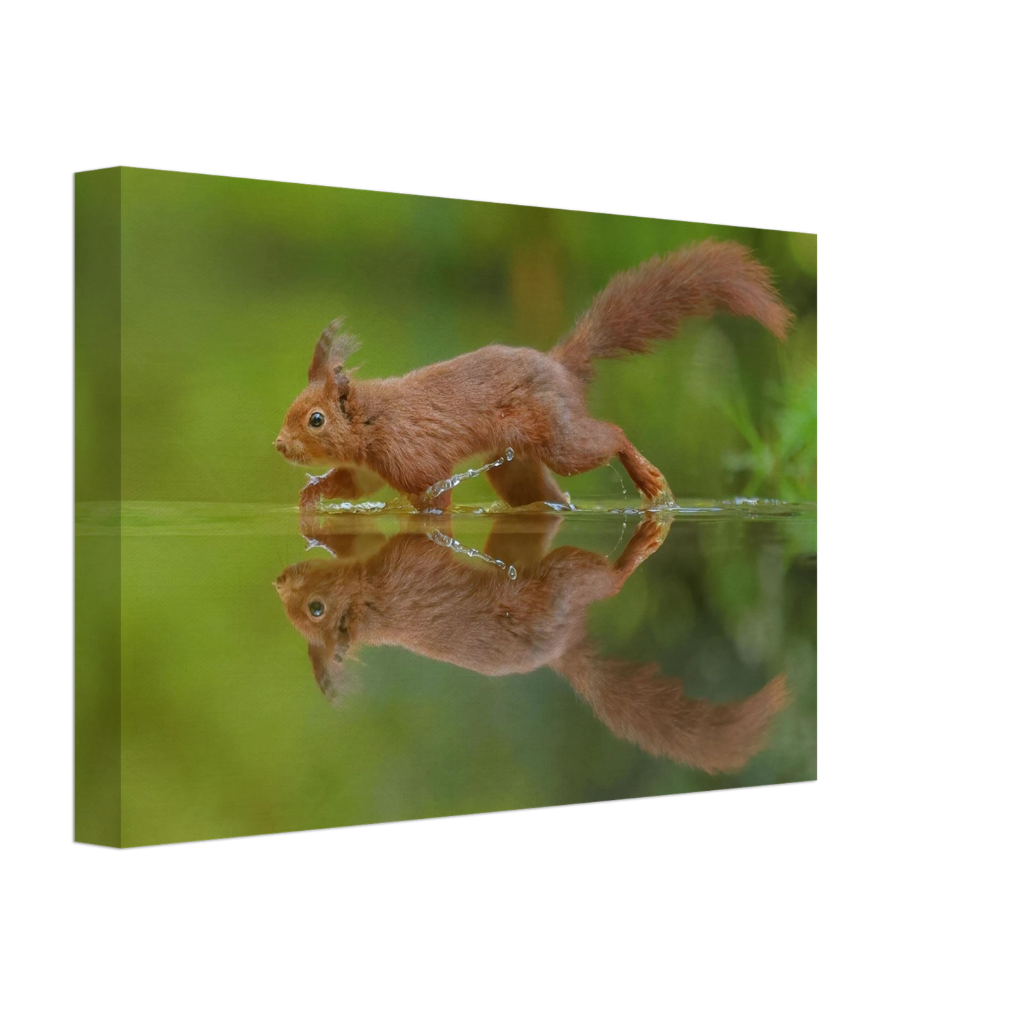 Wandbild eichhoernchen tanz eichhoernchen kunst fuer zuhause in ihrer wunschgroesse