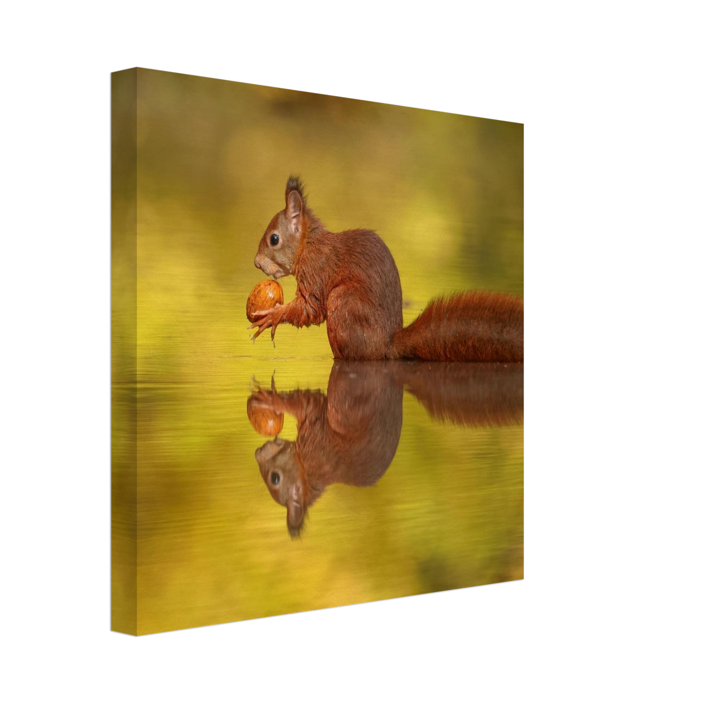 Wandbild eichhoernchen im goldenen herbstlicht lebendige tierfotografie fuer ihre wand
