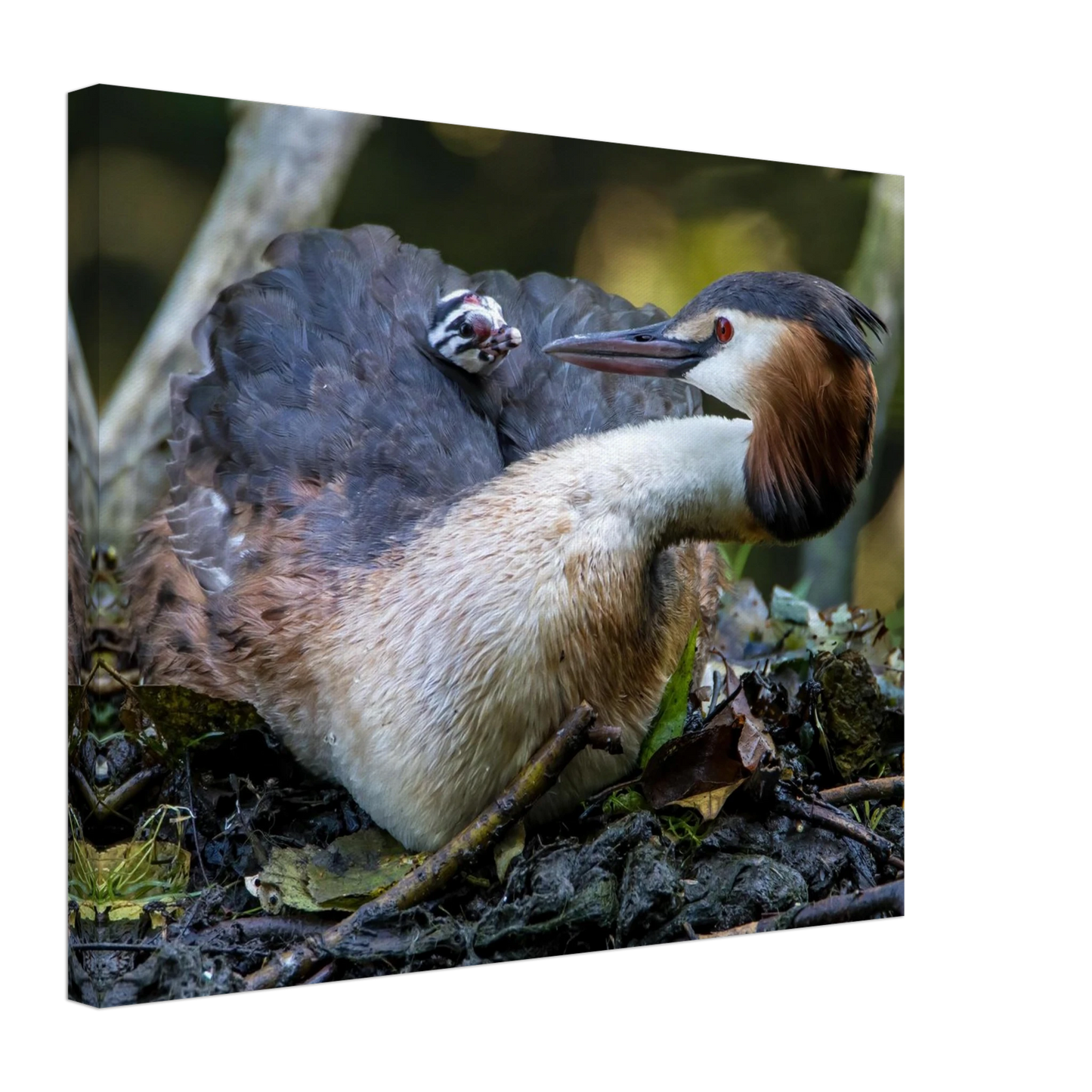 Wandbild zaertliche grosse haubentaucher familie naturgetreuer kunstdruck in ihrer wunschgroesse