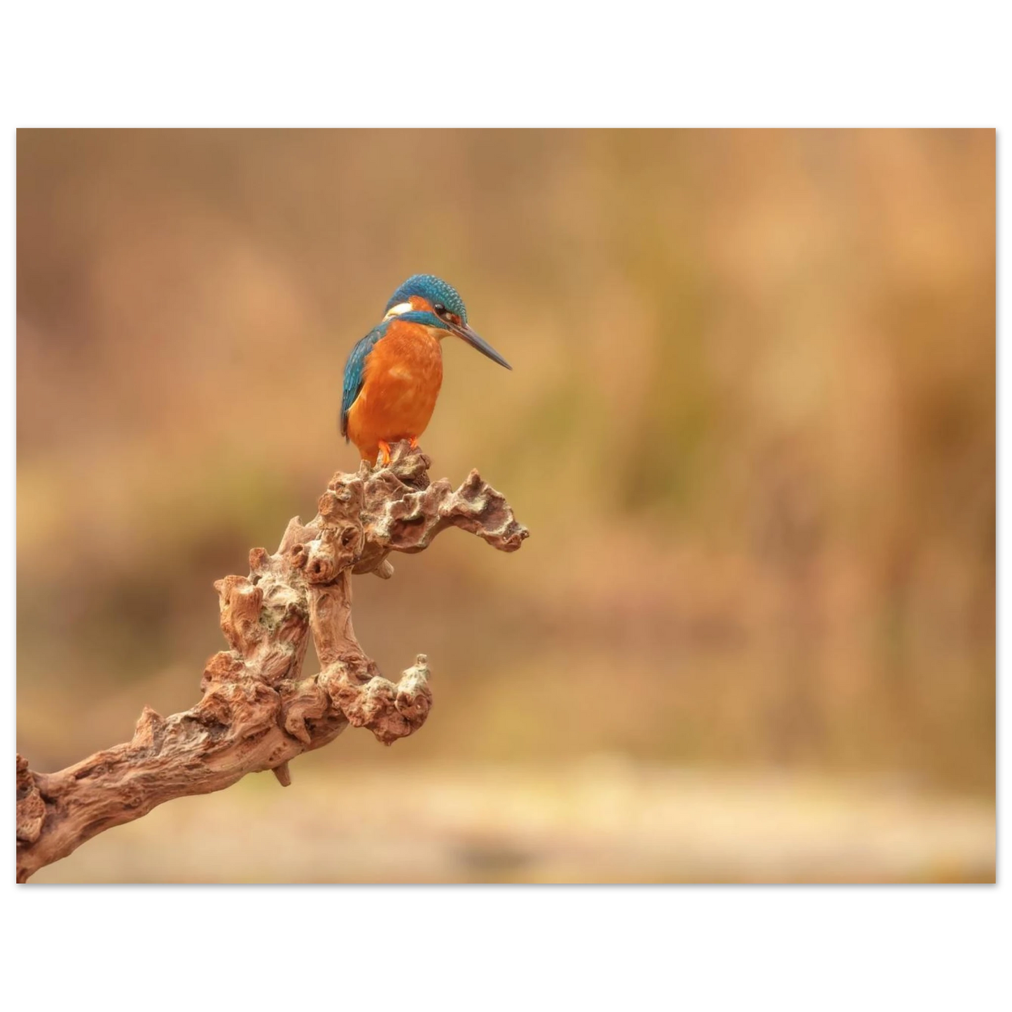 Wandbild eisvogel lebendige naturkunst fuer ihr zuhause in vielen groessen