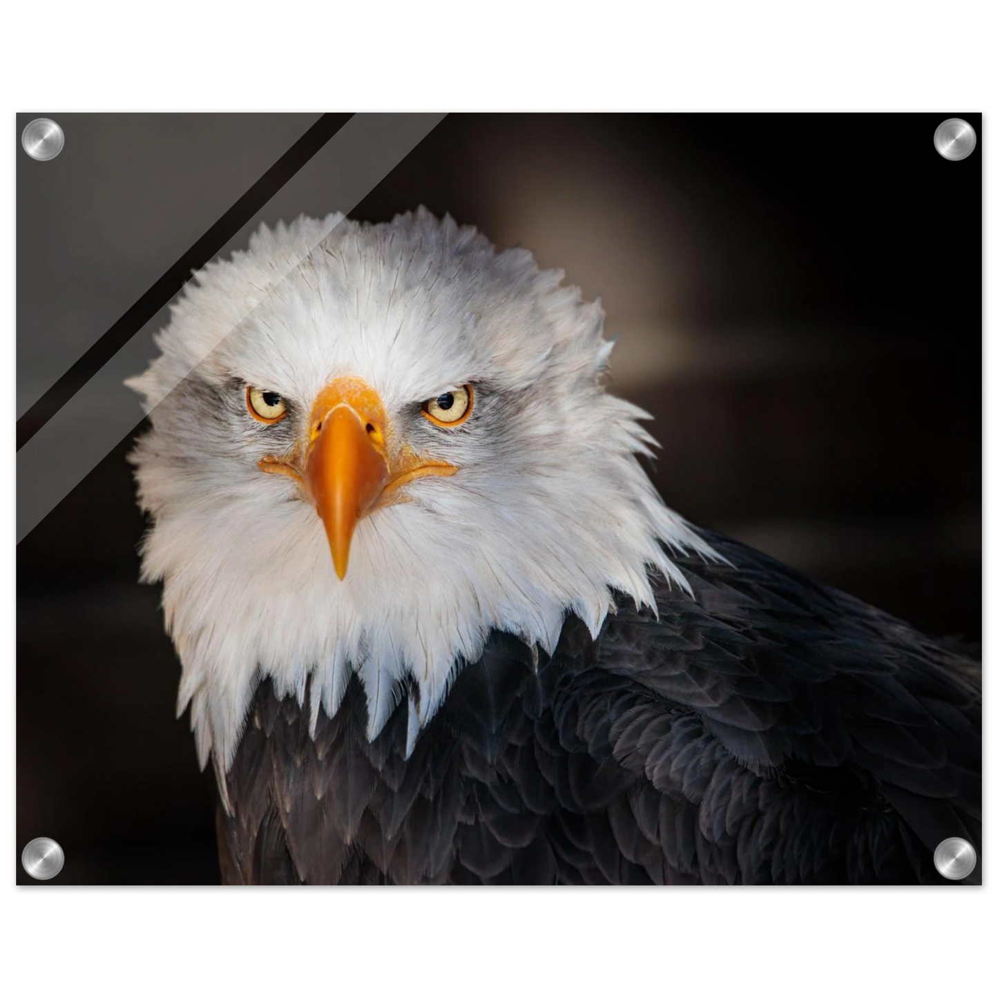 Wandbild majestaetischer adler ausdrucksstarke tierfotografie fuer ihr zuhause in vielen groessen erhaeltlich