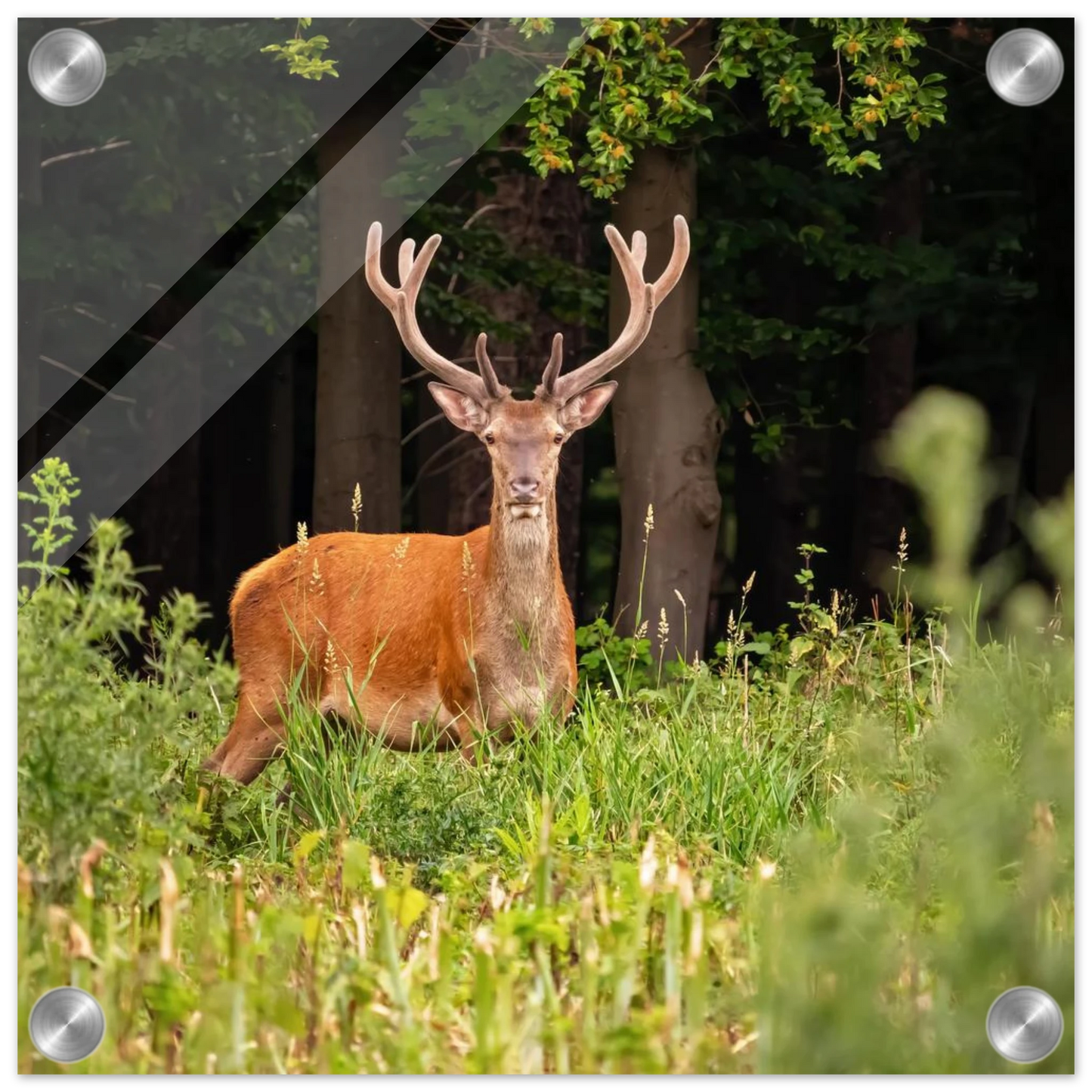 Wandbild majestaetischer hirsch im wald ein wildnis statement fuer ihr zuhause in verschiedenen groessen