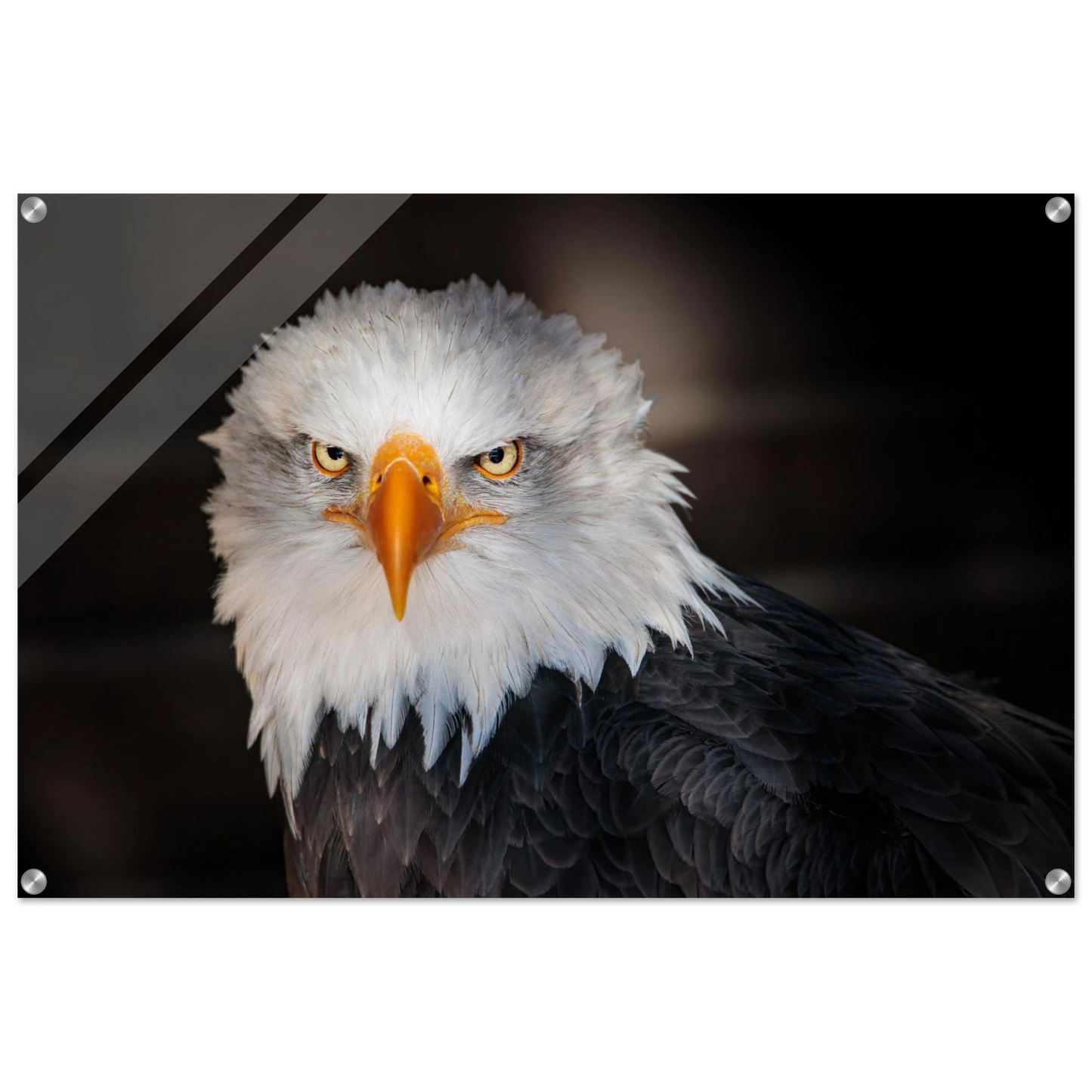 Wandbild majestaetischer adler ausdrucksstarke tierfotografie fuer ihr zuhause in vielen groessen erhaeltlich