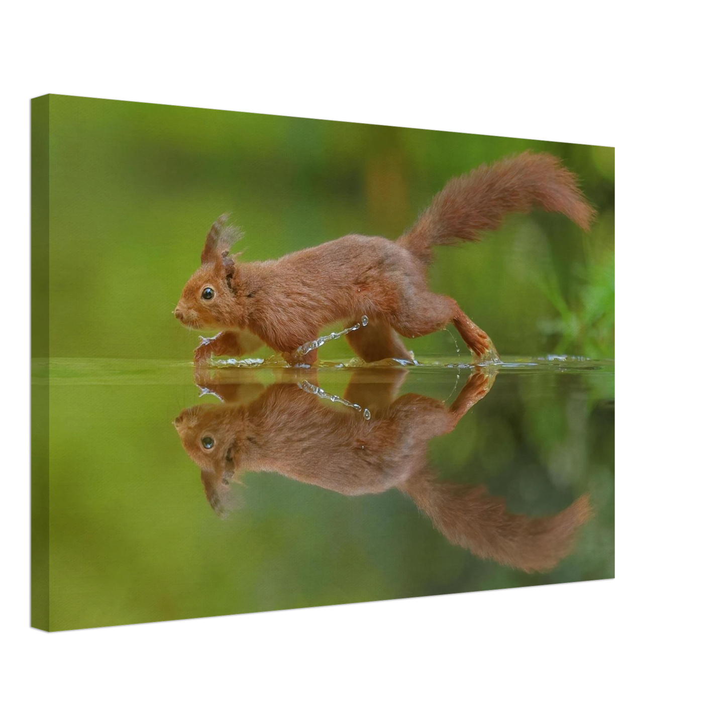 Wandbild eichhoernchen tanz eichhoernchen kunst fuer zuhause in ihrer wunschgroesse