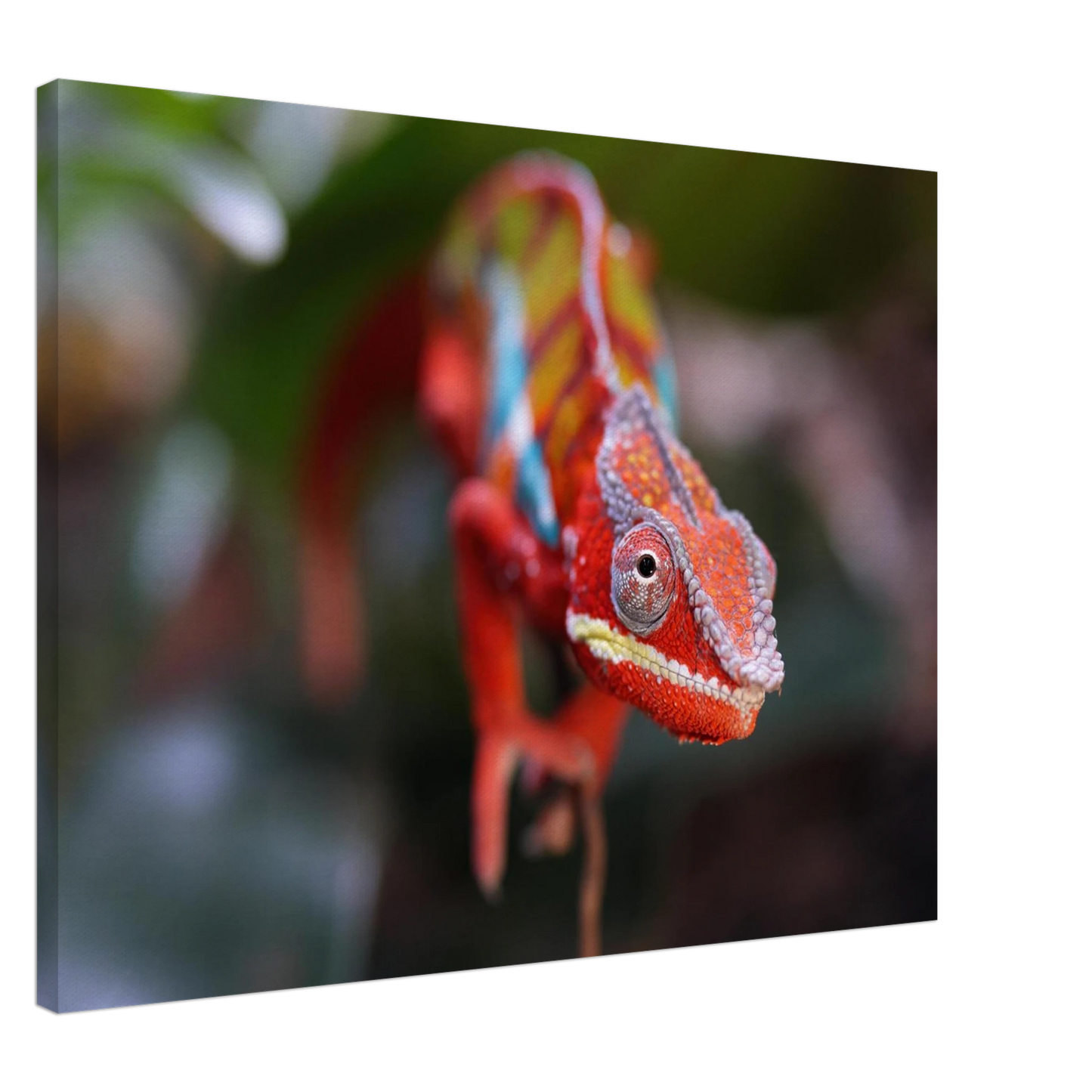 Wandbild faszinierendes chamaeleon portraet lebendige tierkunst fuer ihr zuhause in ihrer wunschgroesse