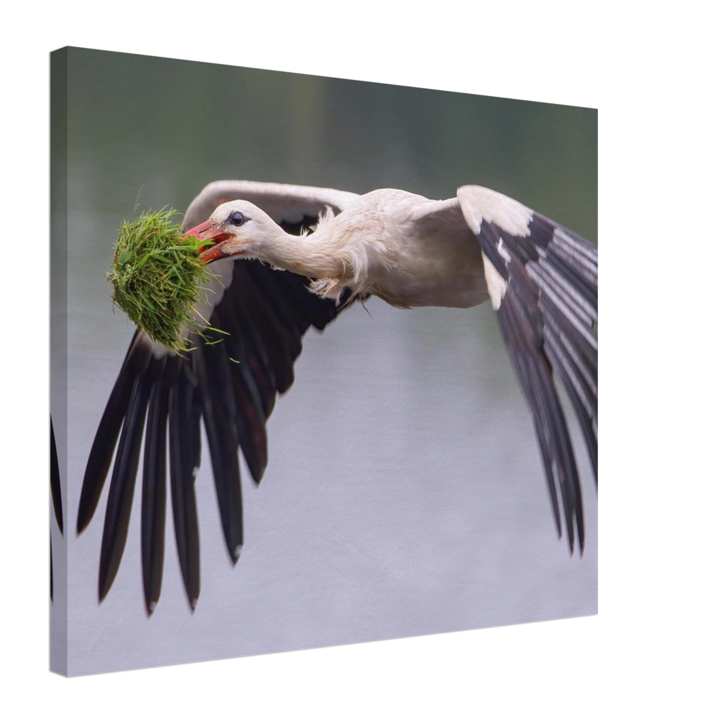Wandbild nestbauender weissstorch im flug lebendige naturfotografie fuer ihr zuhause