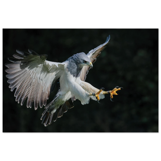 Wandbild majestaetischer schwarzbrustbussard im flug atemberaubende tierfotografie fuer ihr zuhause
