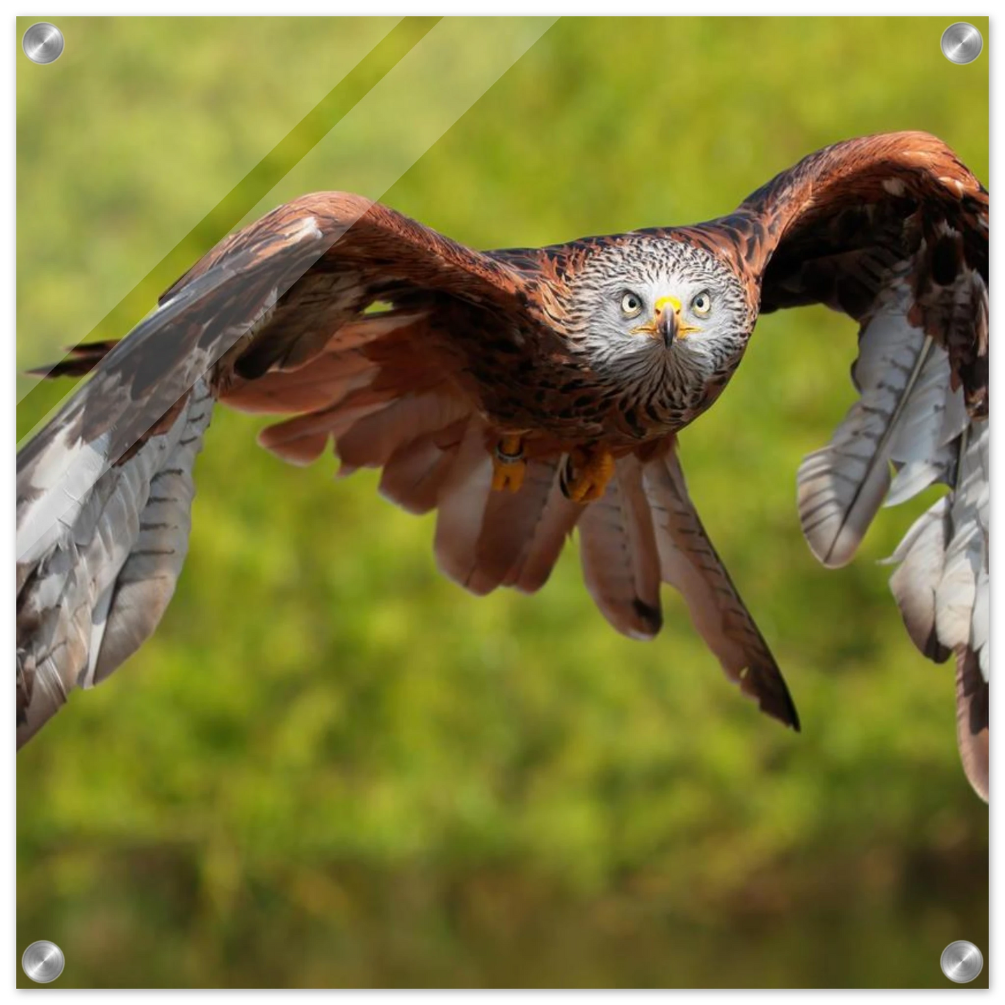 Wandbild majestaetischer rotmilan im flug atemberaubende tierfotografie fuer ihr zuhause erhaeltlich in zahlreichen groessen