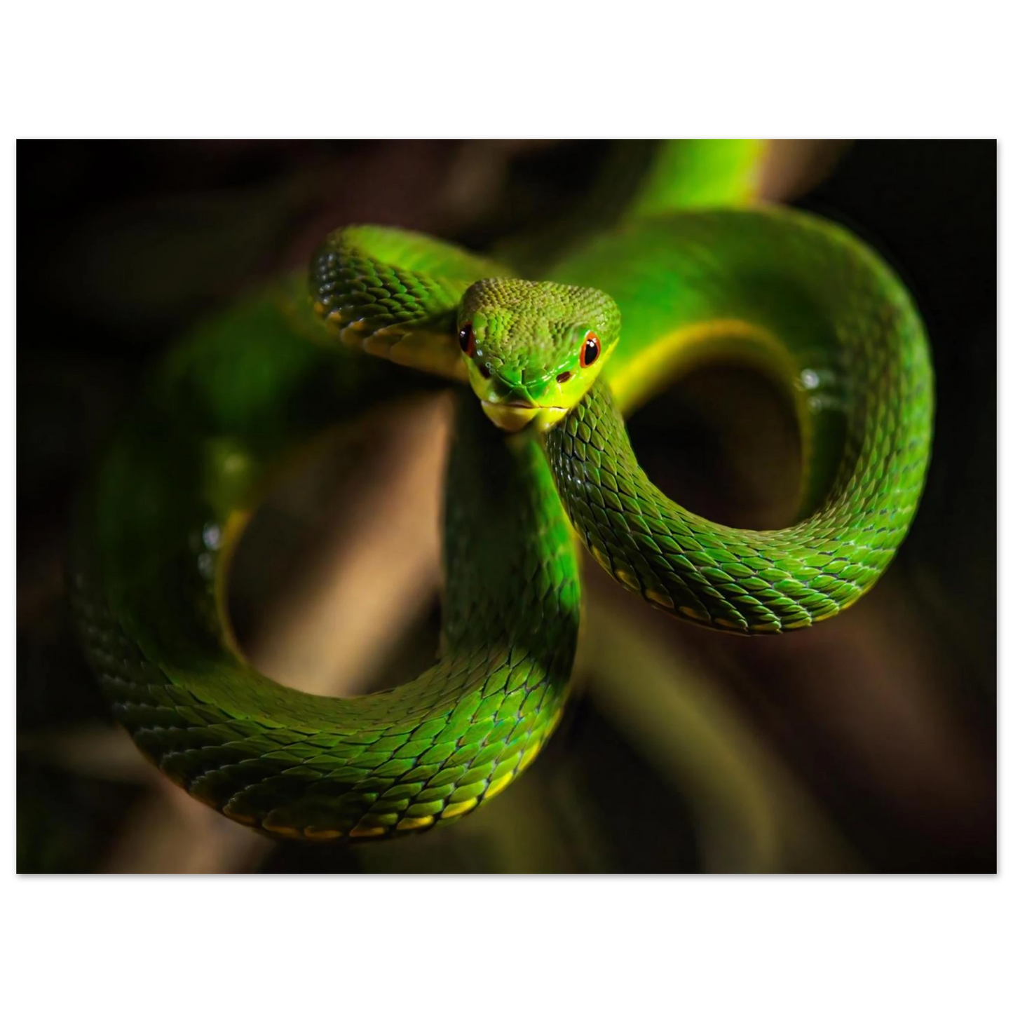 Wandbild der gruene baumviper ein hypnotischer blick in verschiedenen groessen