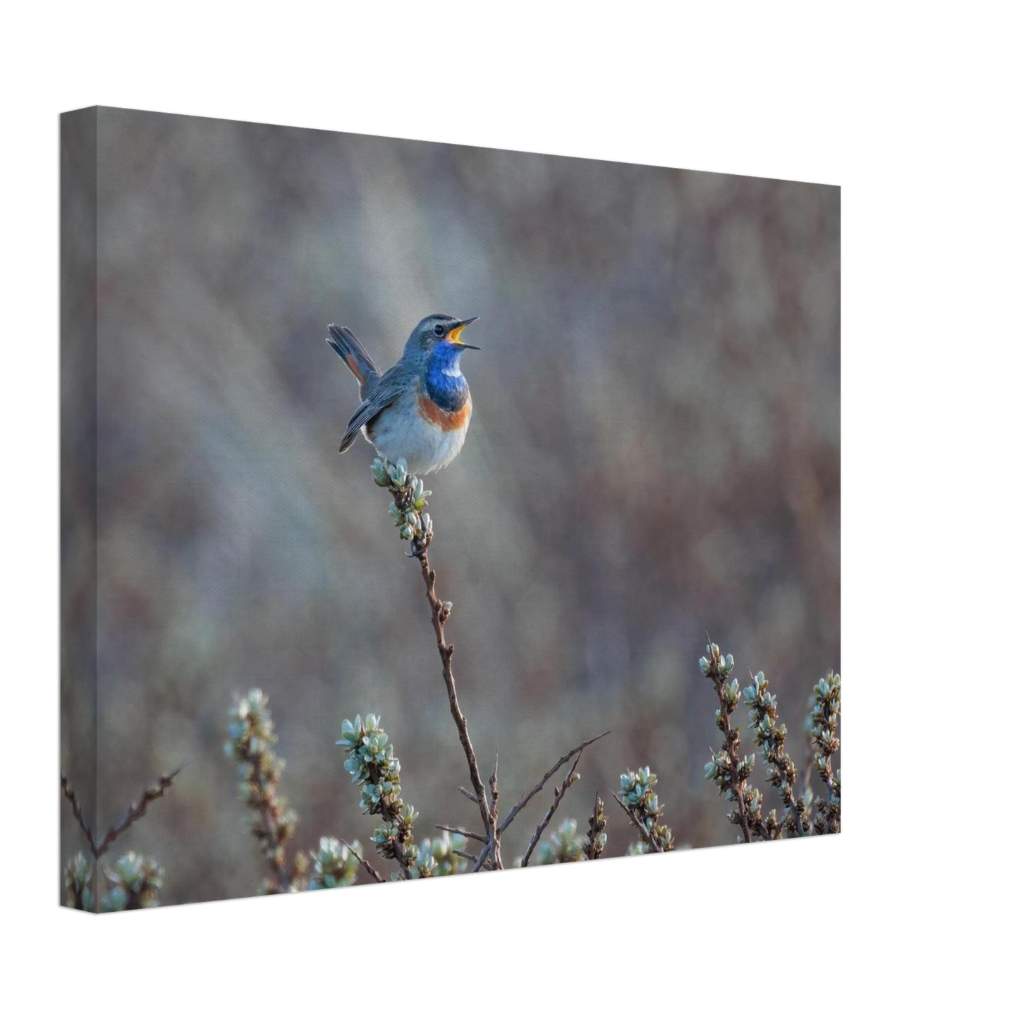 Wandbild blaukohlkehlchen im gesang naturkunst in lebendigen farben in ihrer wunschgroesse