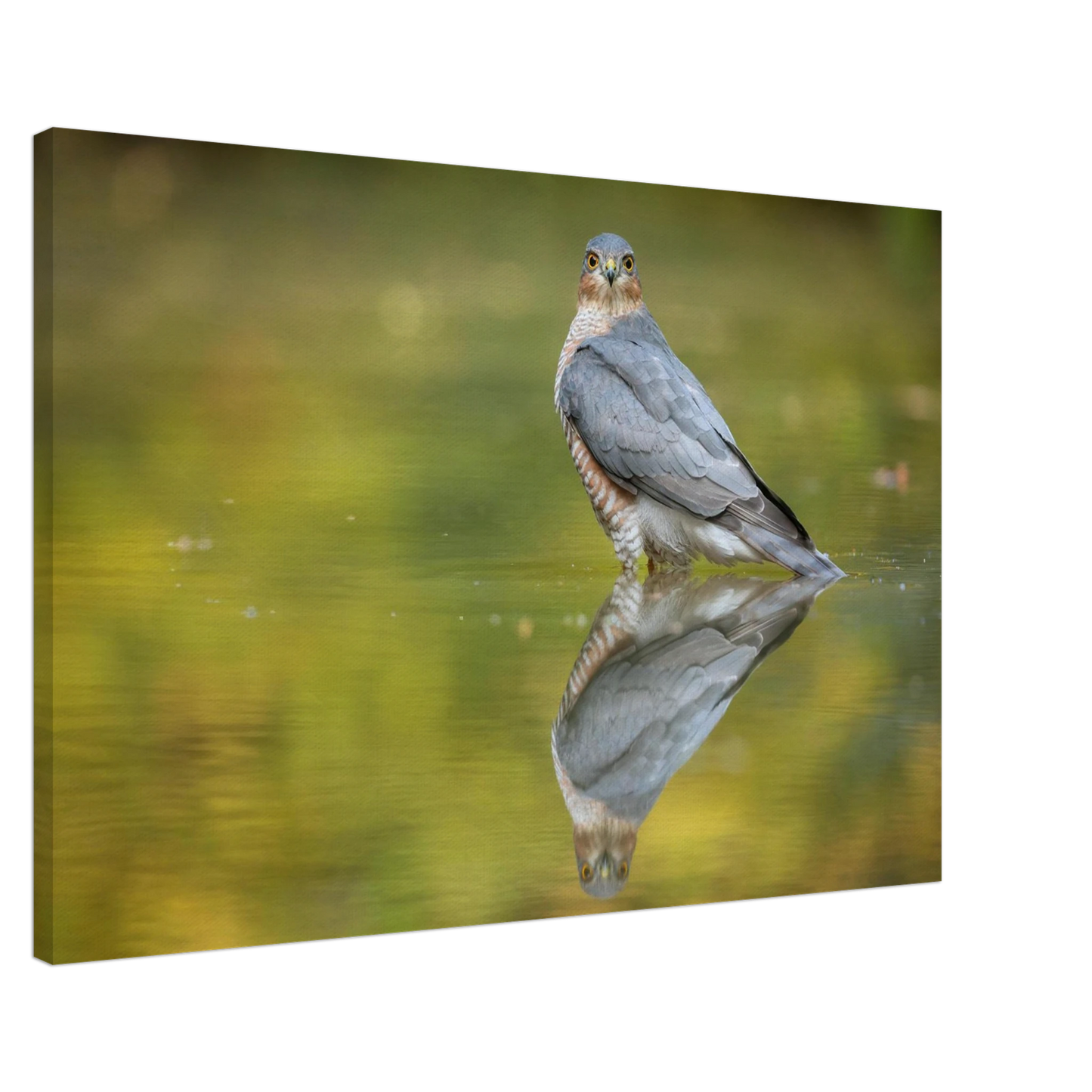 Wandbild mystischer sperber im morgengold faszinierende wildtierfotografie in ihrer wunschgroesse