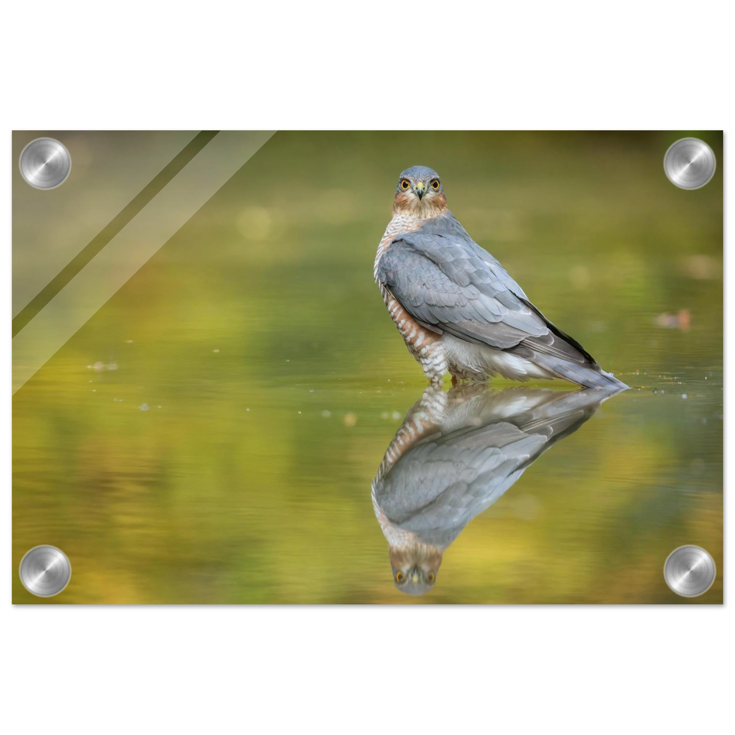 Wandbild mystischer sperber im morgengold faszinierende wildtierfotografie in ihrer wunschgroesse