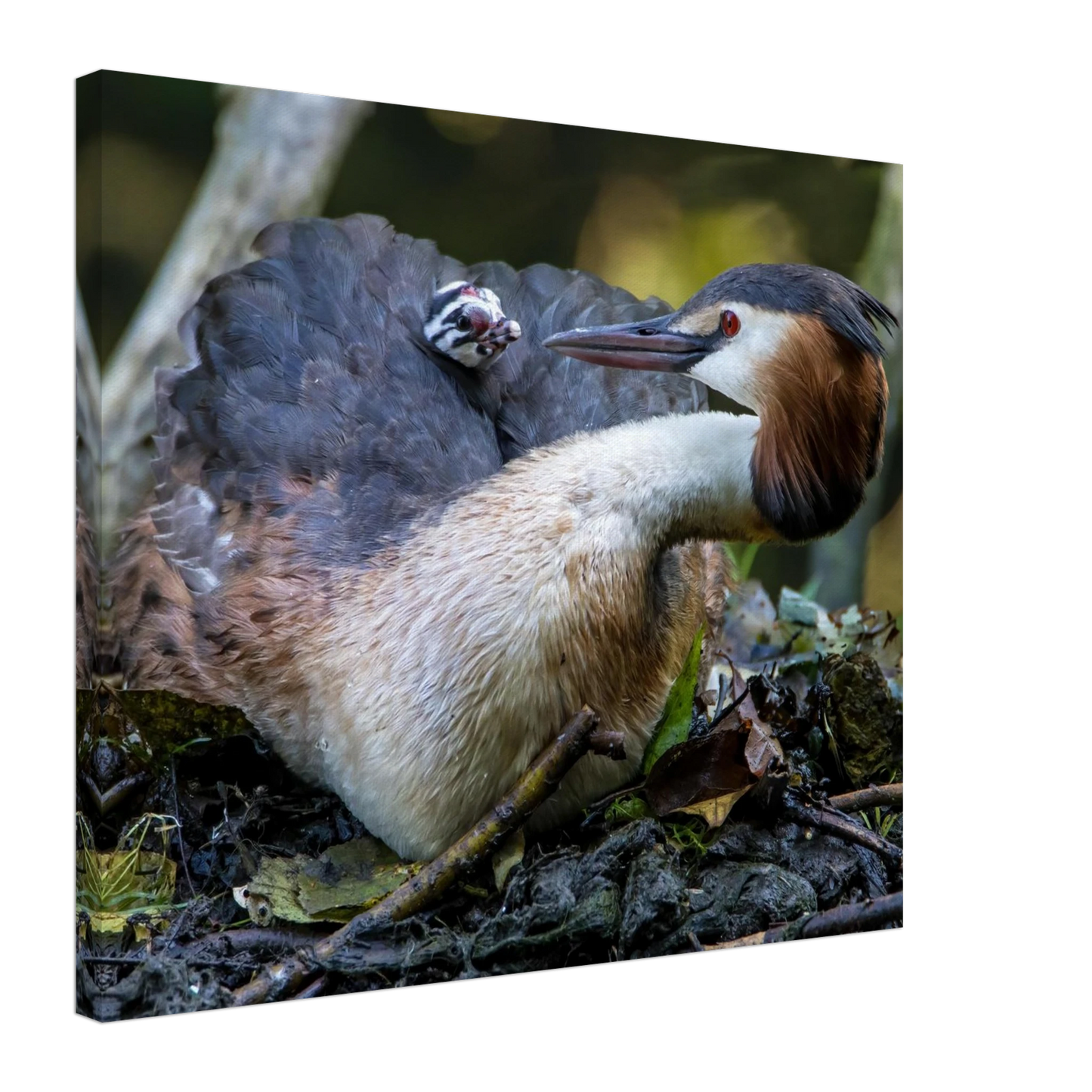 Wandbild zaertliche grosse haubentaucher familie naturgetreuer kunstdruck in ihrer wunschgroesse