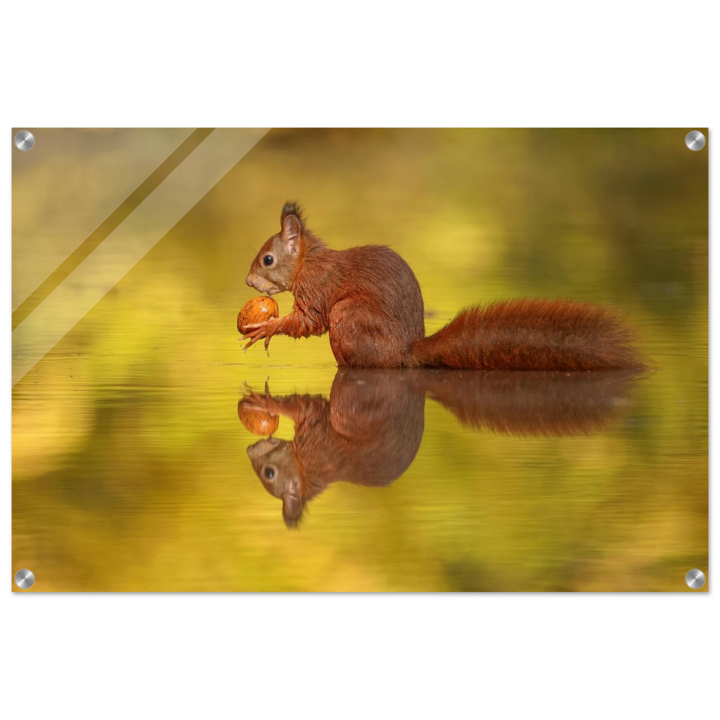 Wandbild eichhoernchen im goldenen herbstlicht lebendige tierfotografie fuer ihre wand