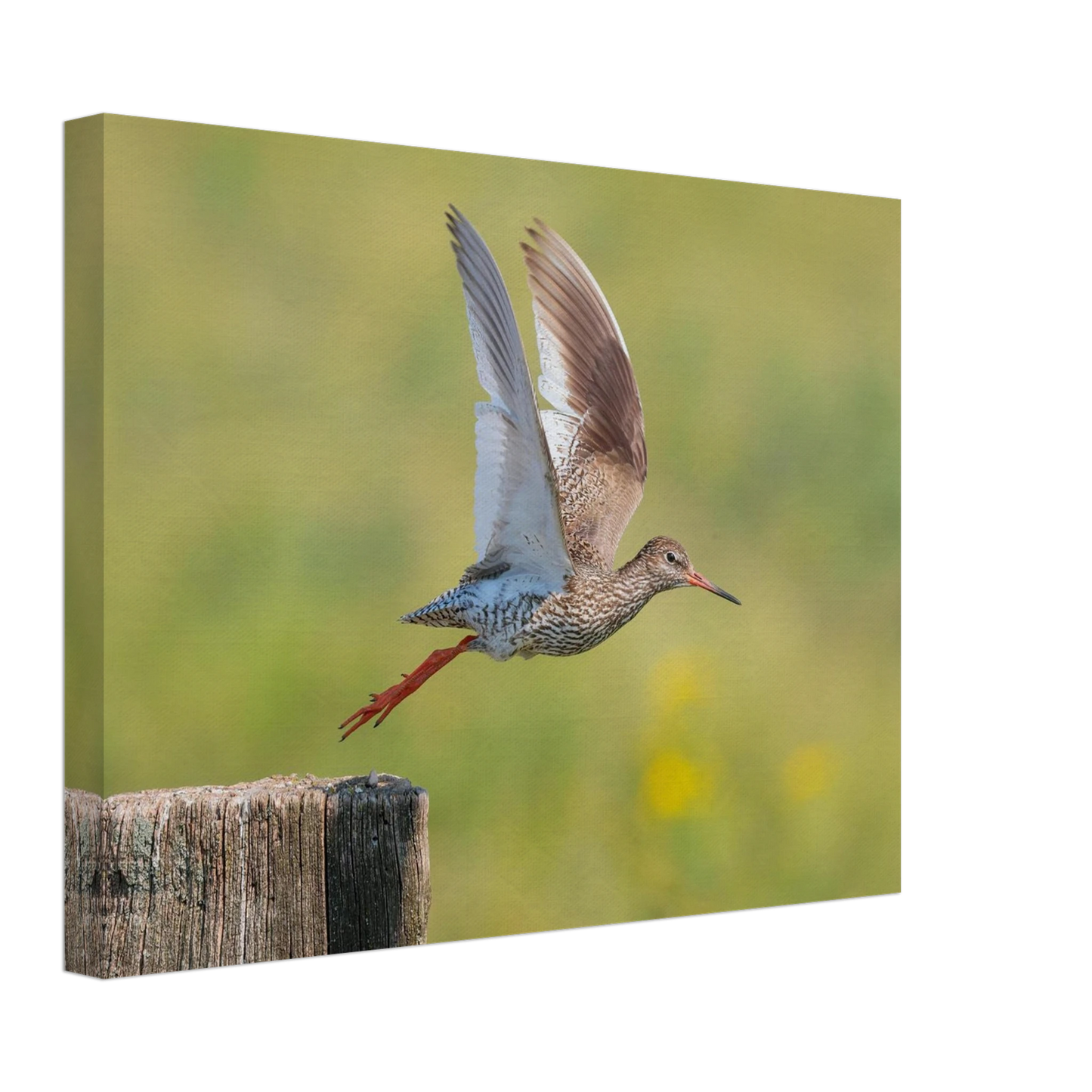 Wandbild der flug des rotschenkels dynamische tierkunst fuer ihr zuhause in vielen groessen erhaeltlich