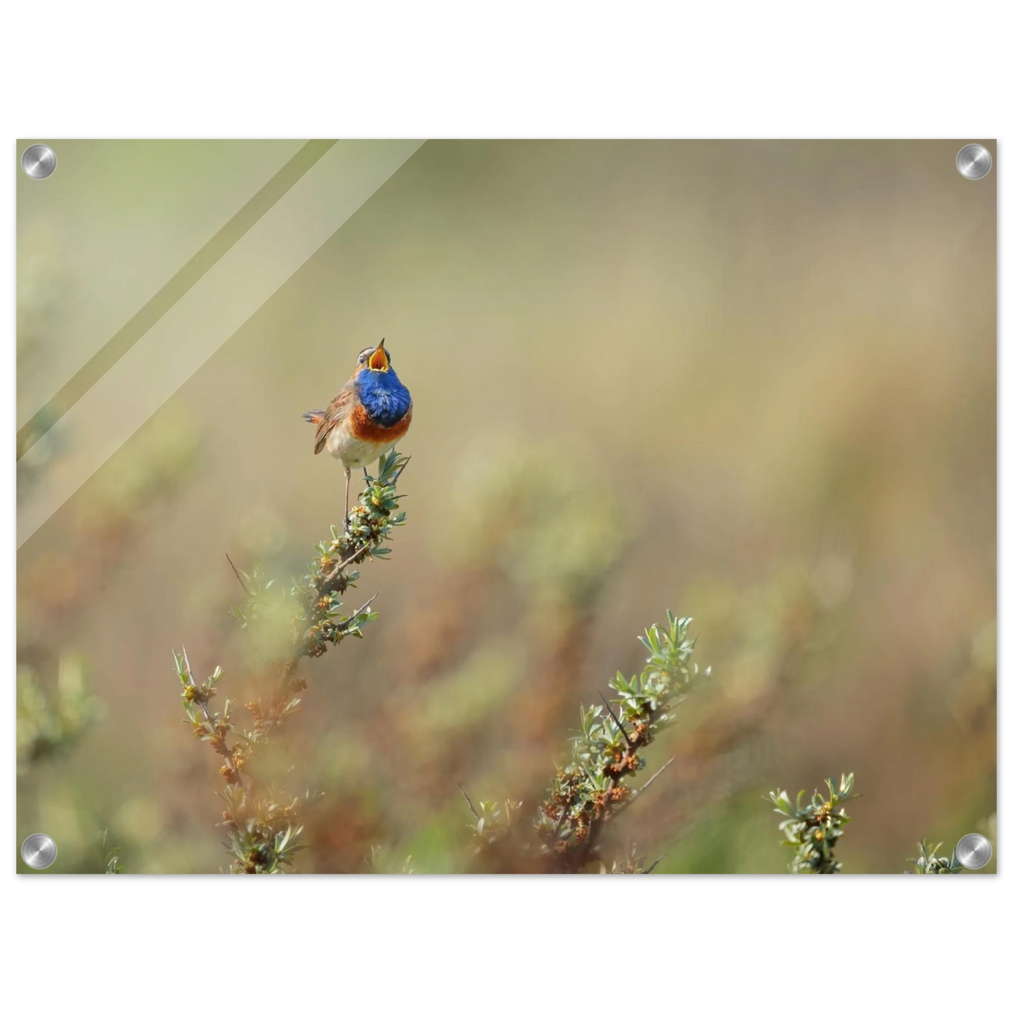 Wandbild lebendige nachtigall ein meisterwerk der naturfotografie fuer ihr zuhause