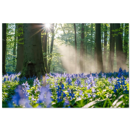 Wandbild mystische waldlichtung mit blauen glockenblumen sonnenverwoehntes naturbild in verschiedenen groessen