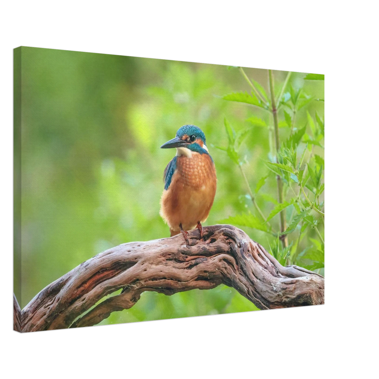 Wandbild eisvogel lebendige naturkunst fuer ihr zuhause in ihrer wunschgroesse 2