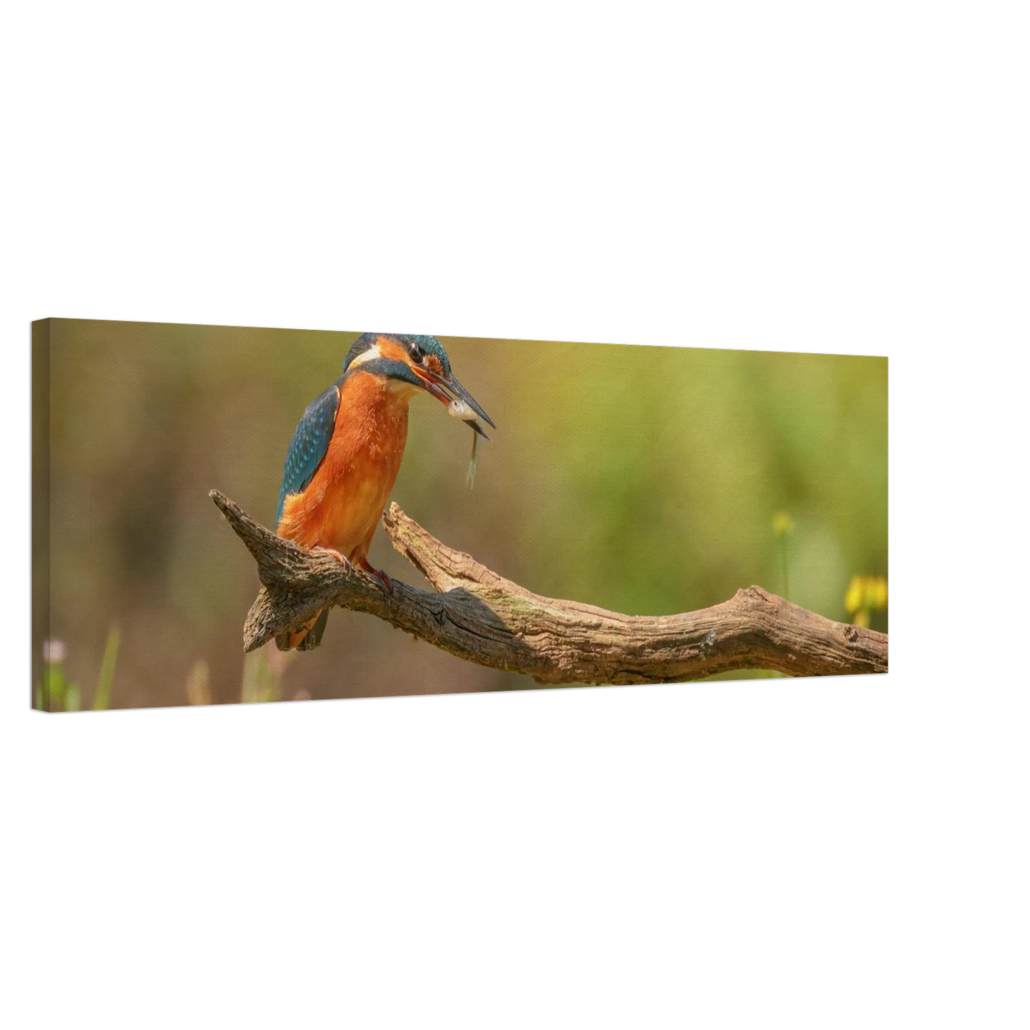 Wandbild eisvogel farbpracht leuchtende naturkunst fuer ihr zuhause in vielen groessen