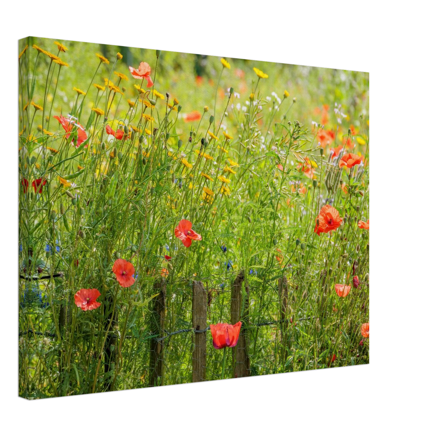 Wandbild wildblumen feld rot gelb sonnige mohnblumen wiese als kunstdruck